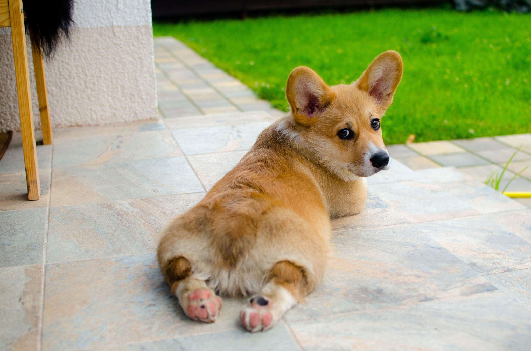 His name is Zephyr - My, Corgi, Welsh corgi pembroke, Longpost, Dog