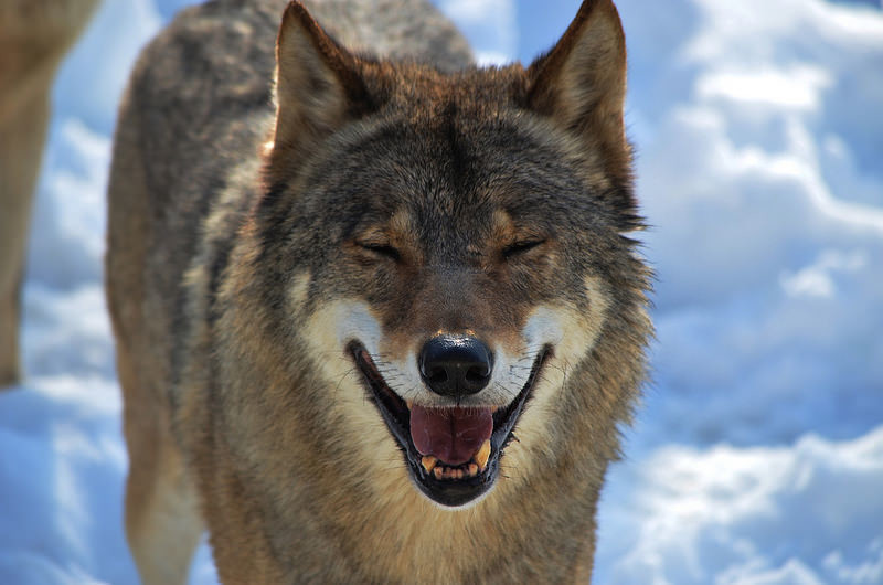 ha ha) - The photo, Animals, Wolf, Snow, Smile