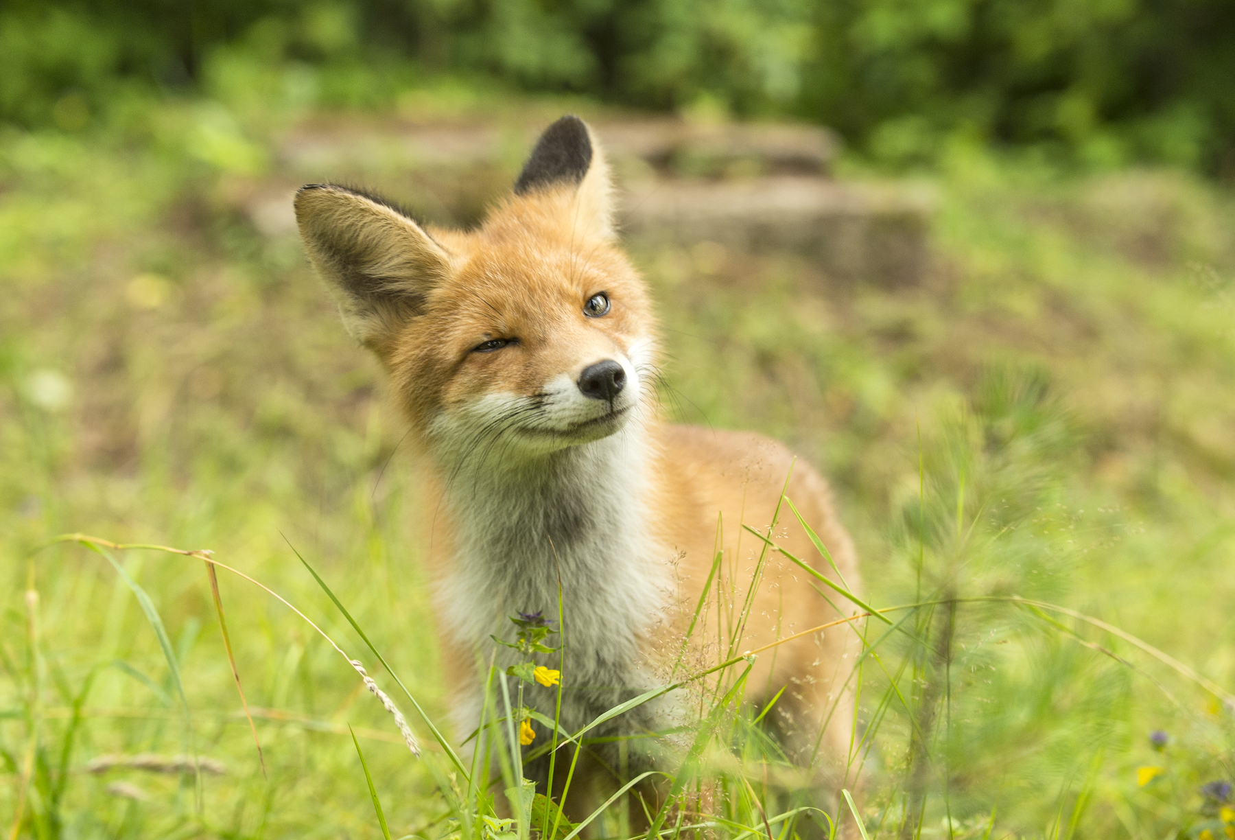 Photogenic redhead =) - Fox, The photo, Longpost