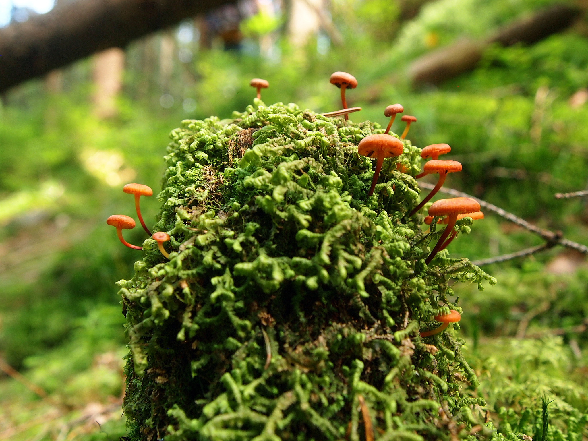 In the vicinity of the Carpathians. - My, The photo, Macro, Mushrooms, Carpathians, , Longpost, Macro photography