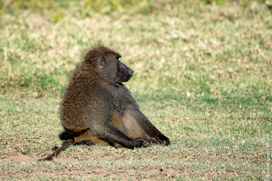 Romanticism and Rhinos - My, The photo, Africa, Kenya, Safari, Animals, wildlife, Longpost