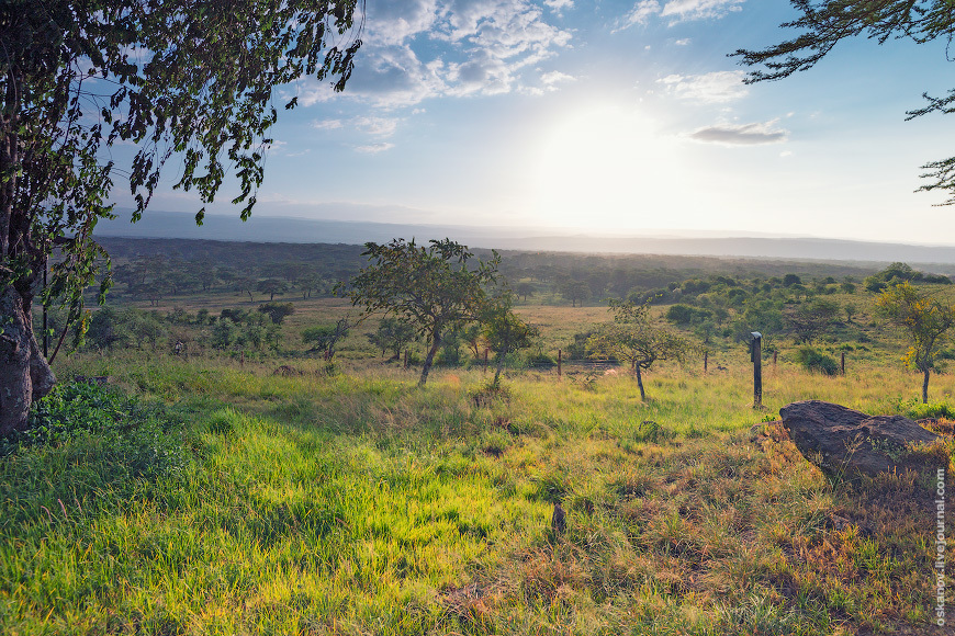 Romanticism and Rhinos - My, The photo, Africa, Kenya, Safari, Animals, wildlife, Longpost