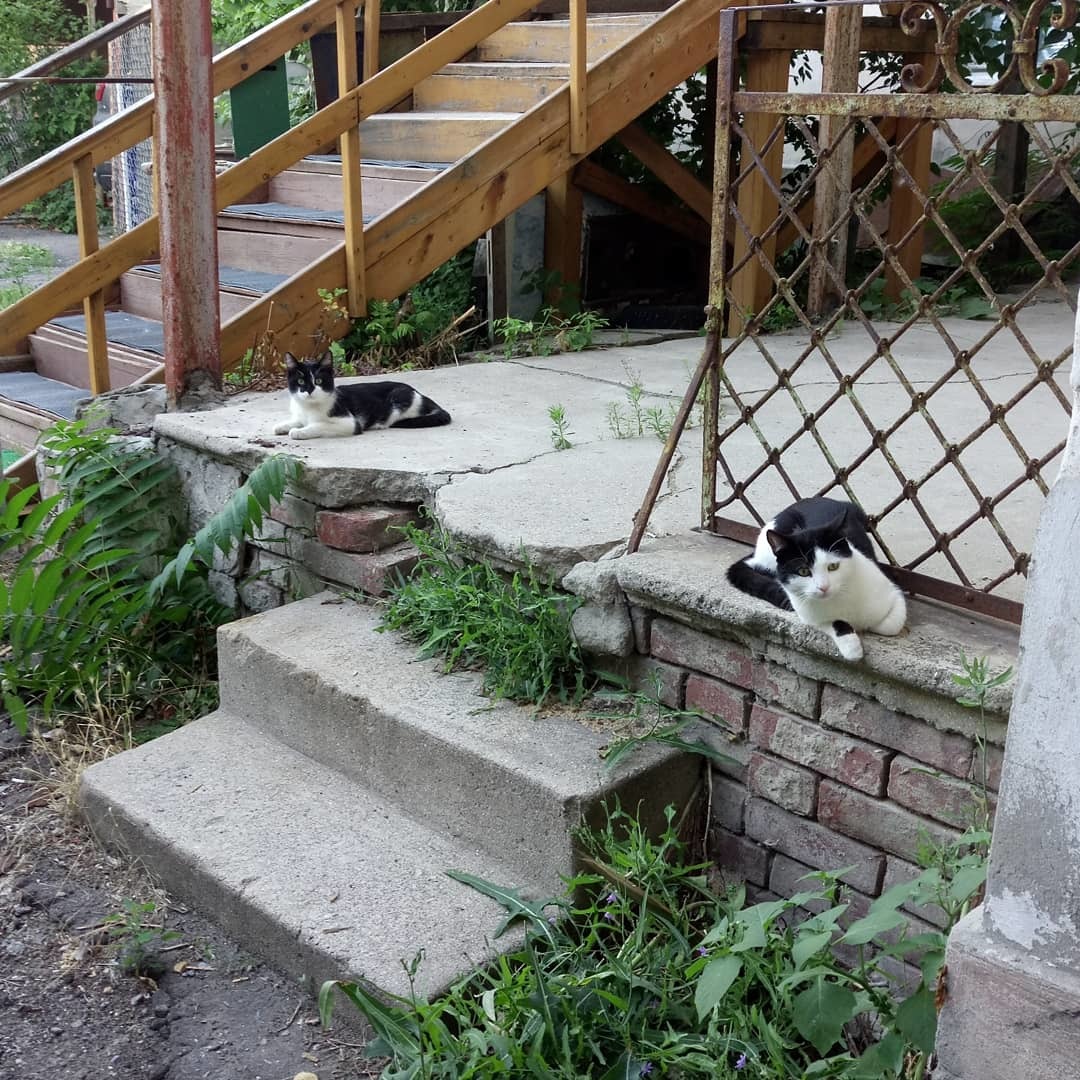 Cats of Taganrog - My, cat, Taganrog, Longpost