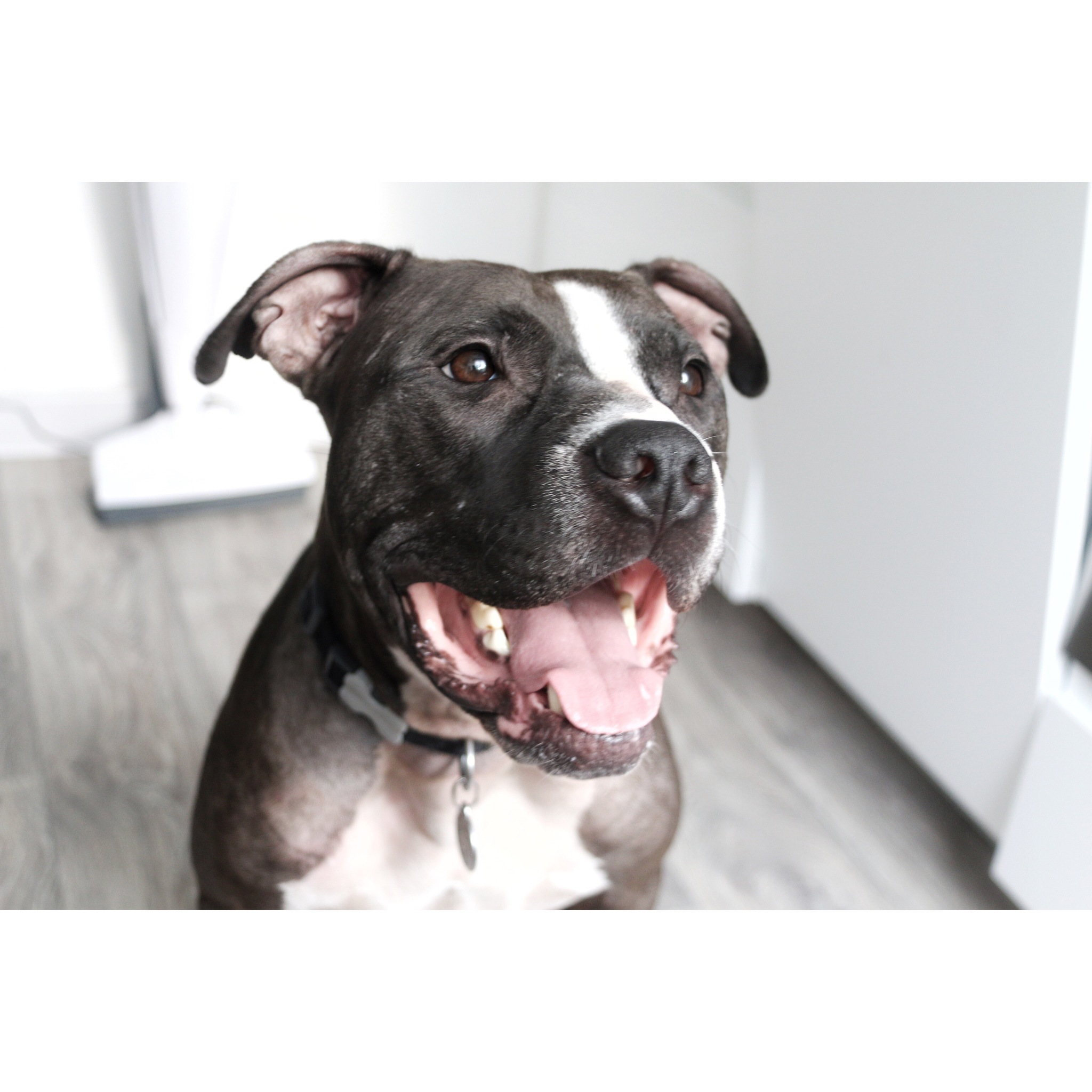 How to tame a pit bull. 459 days later - My, Dog, Patience, Humility, Adoption, Longpost