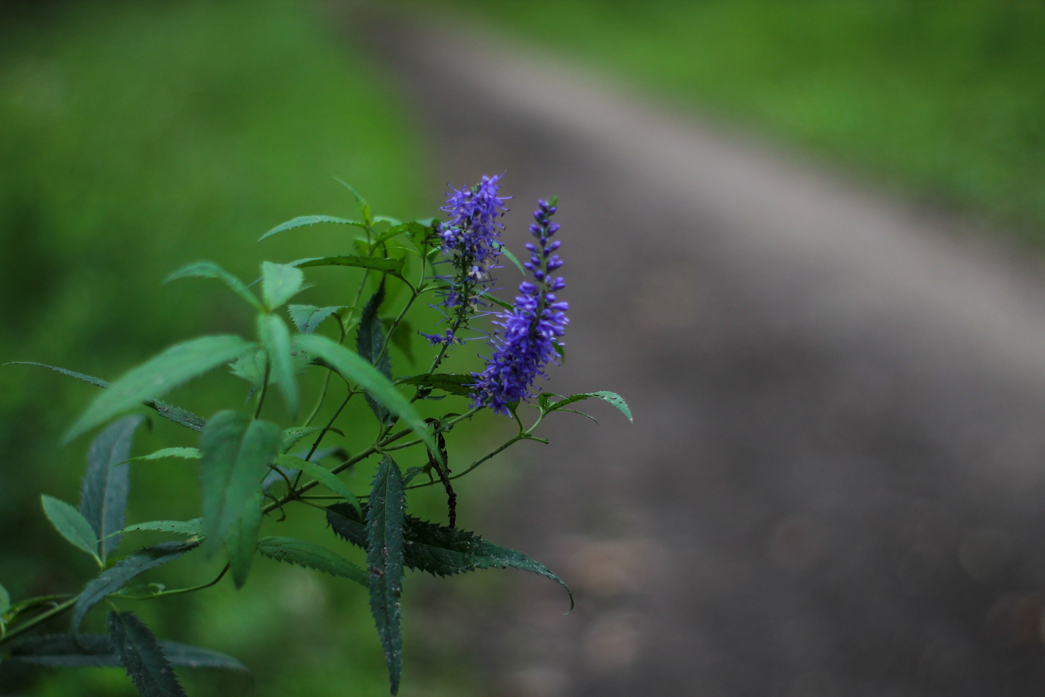 Summer sketches - My, The photo, Nature, A bike, Longpost