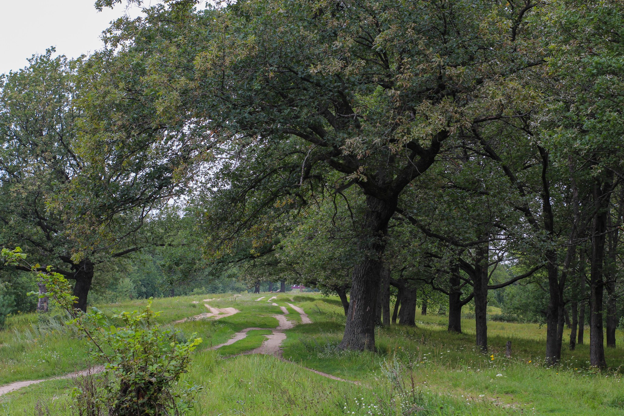 Summer sketches - My, The photo, Nature, A bike, Longpost