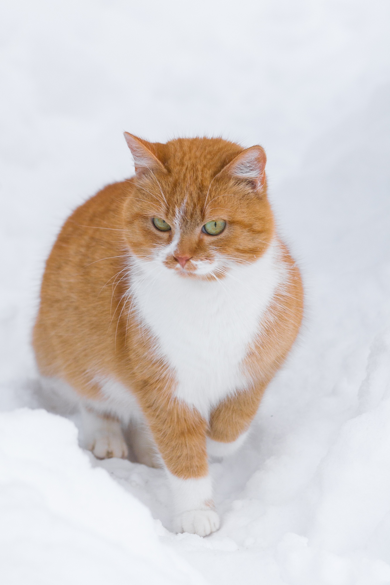 The approach of a fluffy ginger. - My, The photo, Beginning photographer, cat, Redheads, Winter, Nikon, Longpost