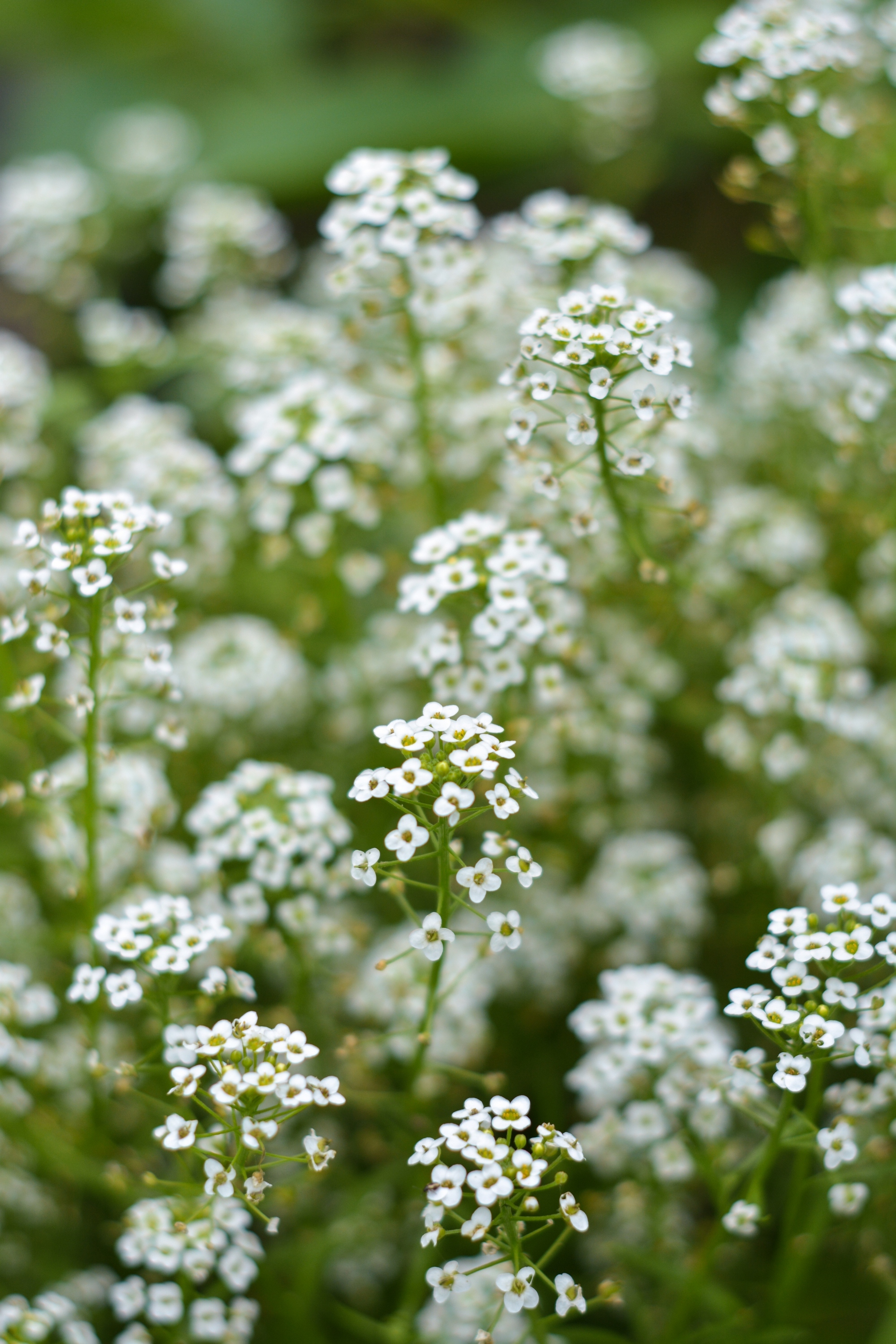 Summer garden - My, Summer, Flowers, Garden, The photo, Nikon d7100, Yongnuo 50mm, Longpost