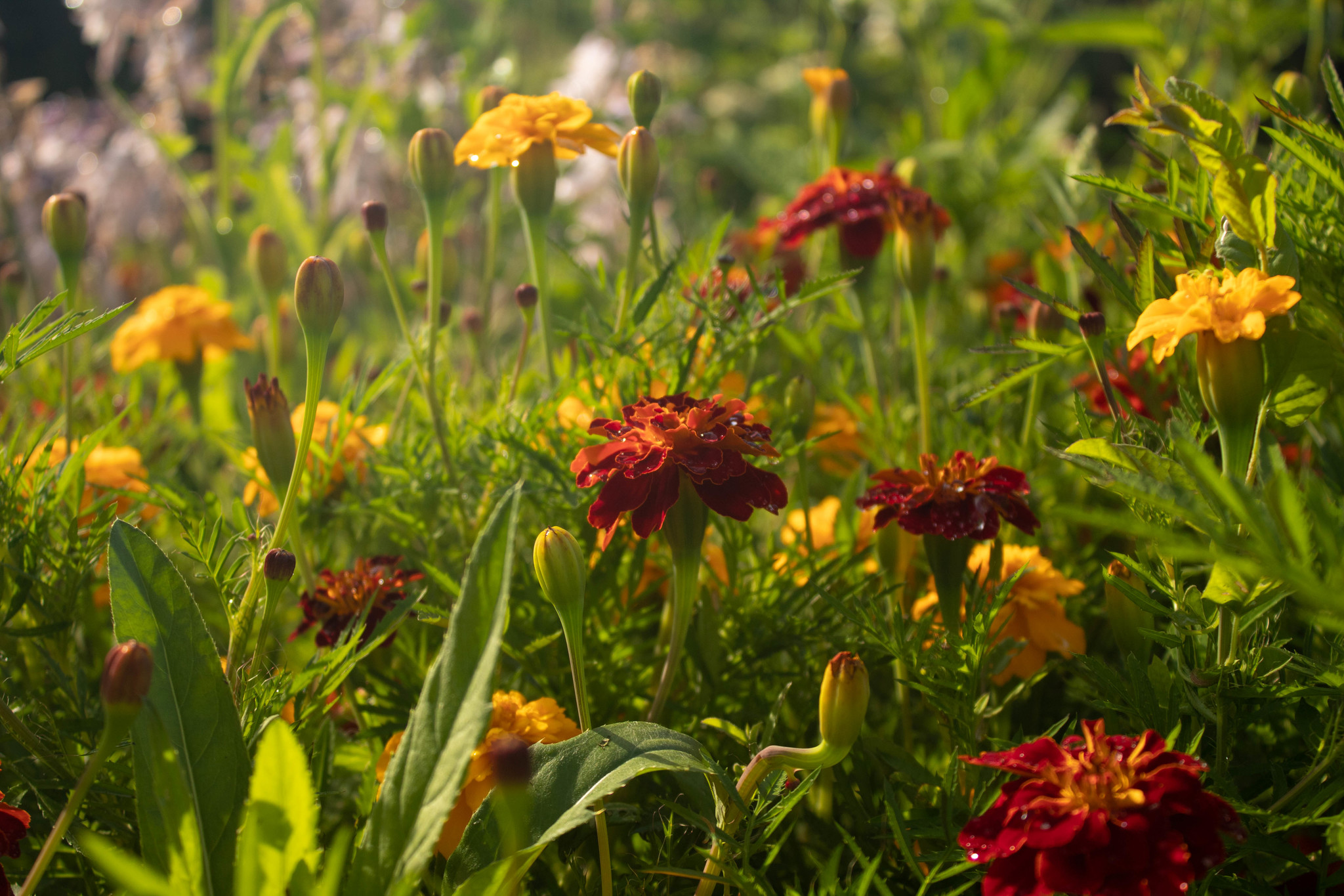 Bright colors of summer... Flowers after the rain.... - My, Beginning photographer, Summer, The photo, After the rain, Longpost