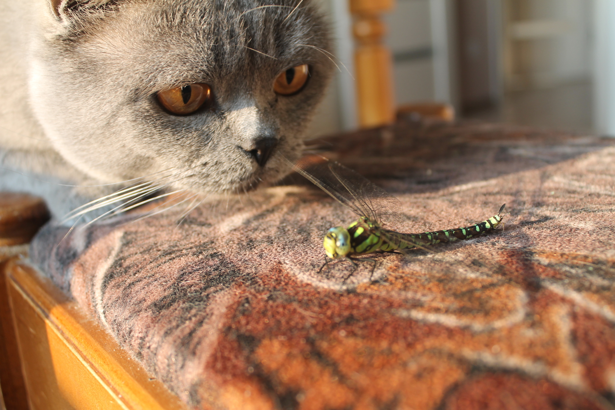 Cat and dragonfly. - My, British cat, Dragonfly, The photo, Milota, cat, Longpost