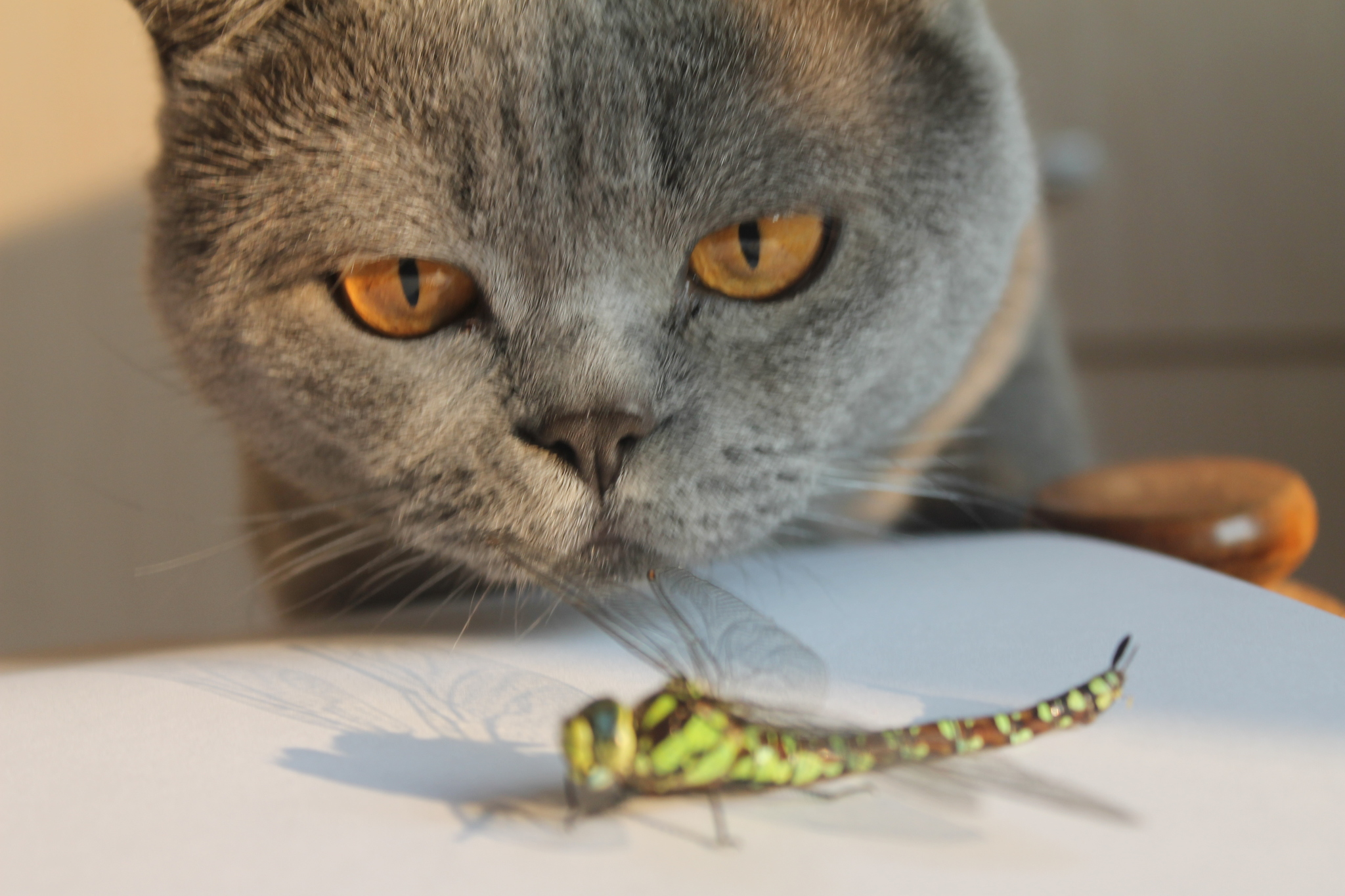 Cat and dragonfly. - My, British cat, Dragonfly, The photo, Milota, cat, Longpost