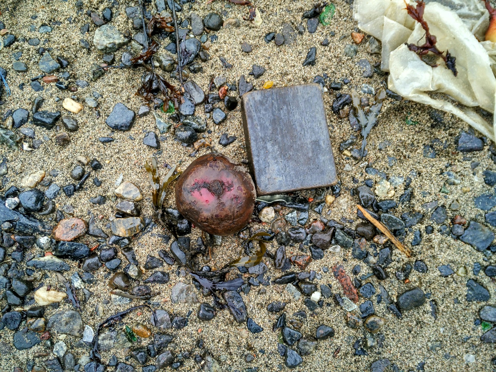 In Severomorsk, a soup set washed ashore. - My, Severomorsk, Kola Bay, Garbage, Vegetables, Longpost