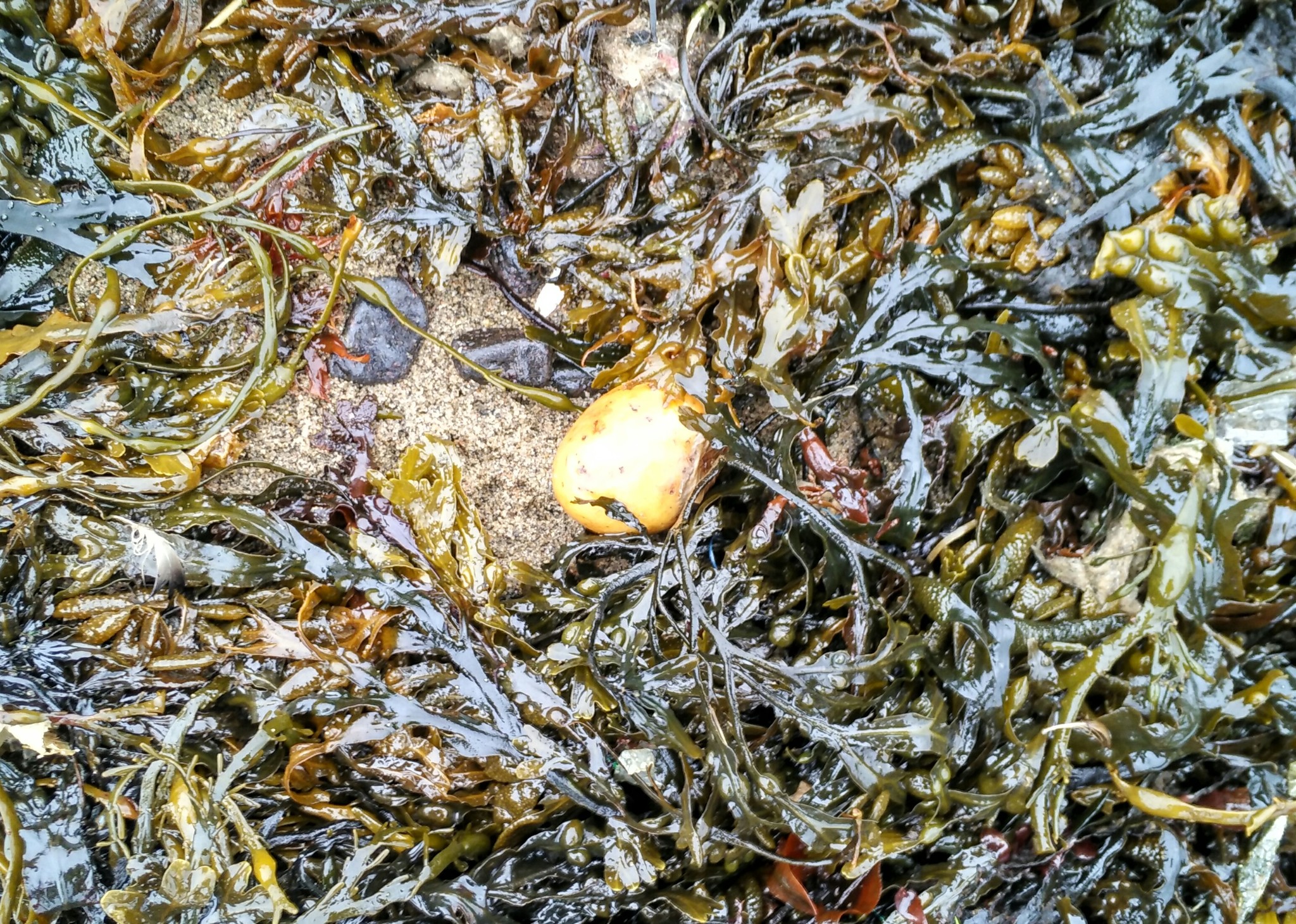 In Severomorsk, a soup set washed ashore. - My, Severomorsk, Kola Bay, Garbage, Vegetables, Longpost