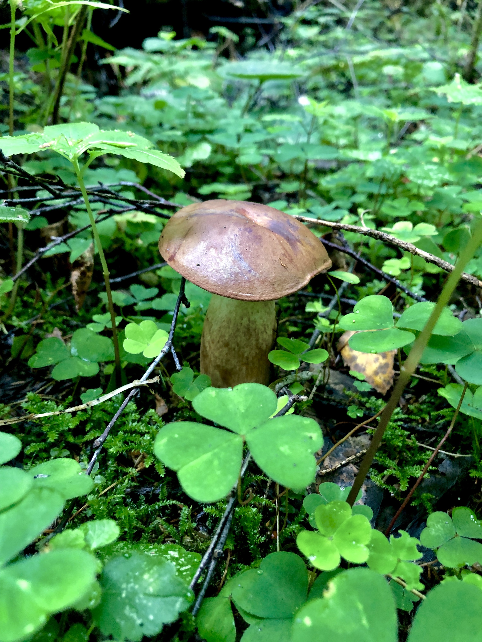 Podmoskovny forest (no filters) - My, Forest, Mushrooms, Photo on sneaker, Longpost