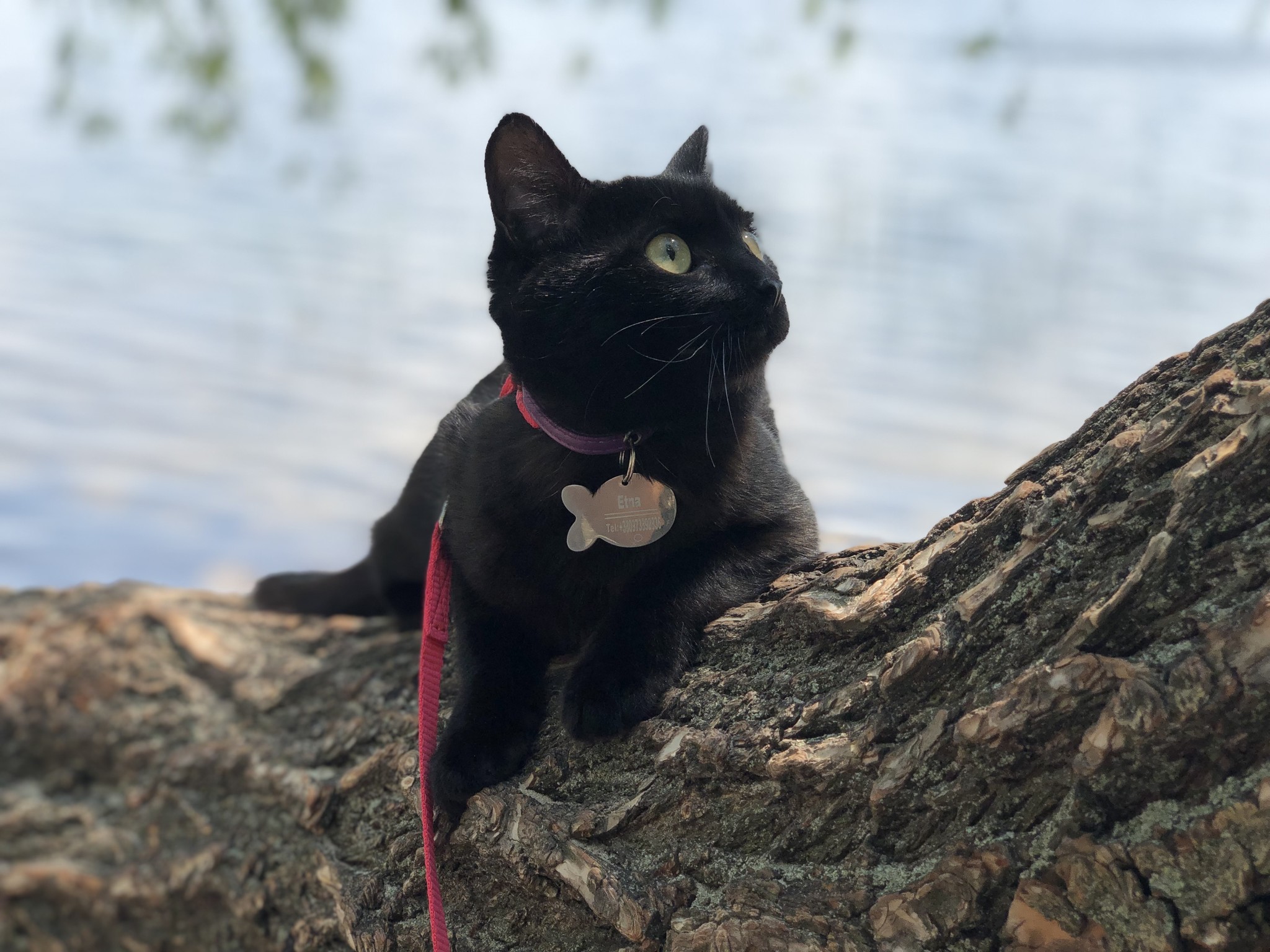 Walk with a cat - My, cat, Dog, Walk in the woods, Pet, Video, Longpost, Pets