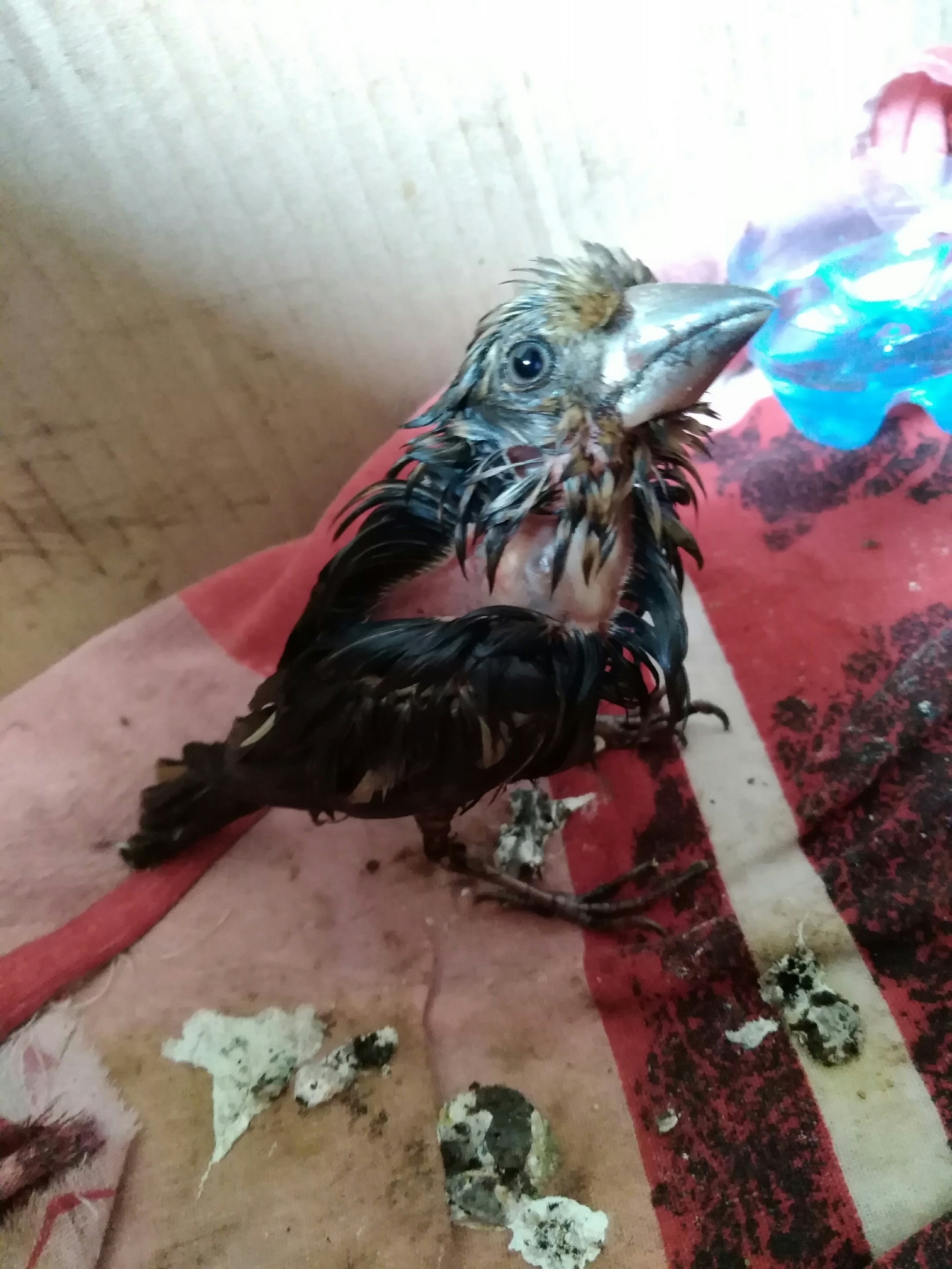 Saved a bird from bitumen. Who is and how to care? - My, Bitumen, The rescue, Help, What kind of bird?, Ornithology, Feeding, Longpost, No rating