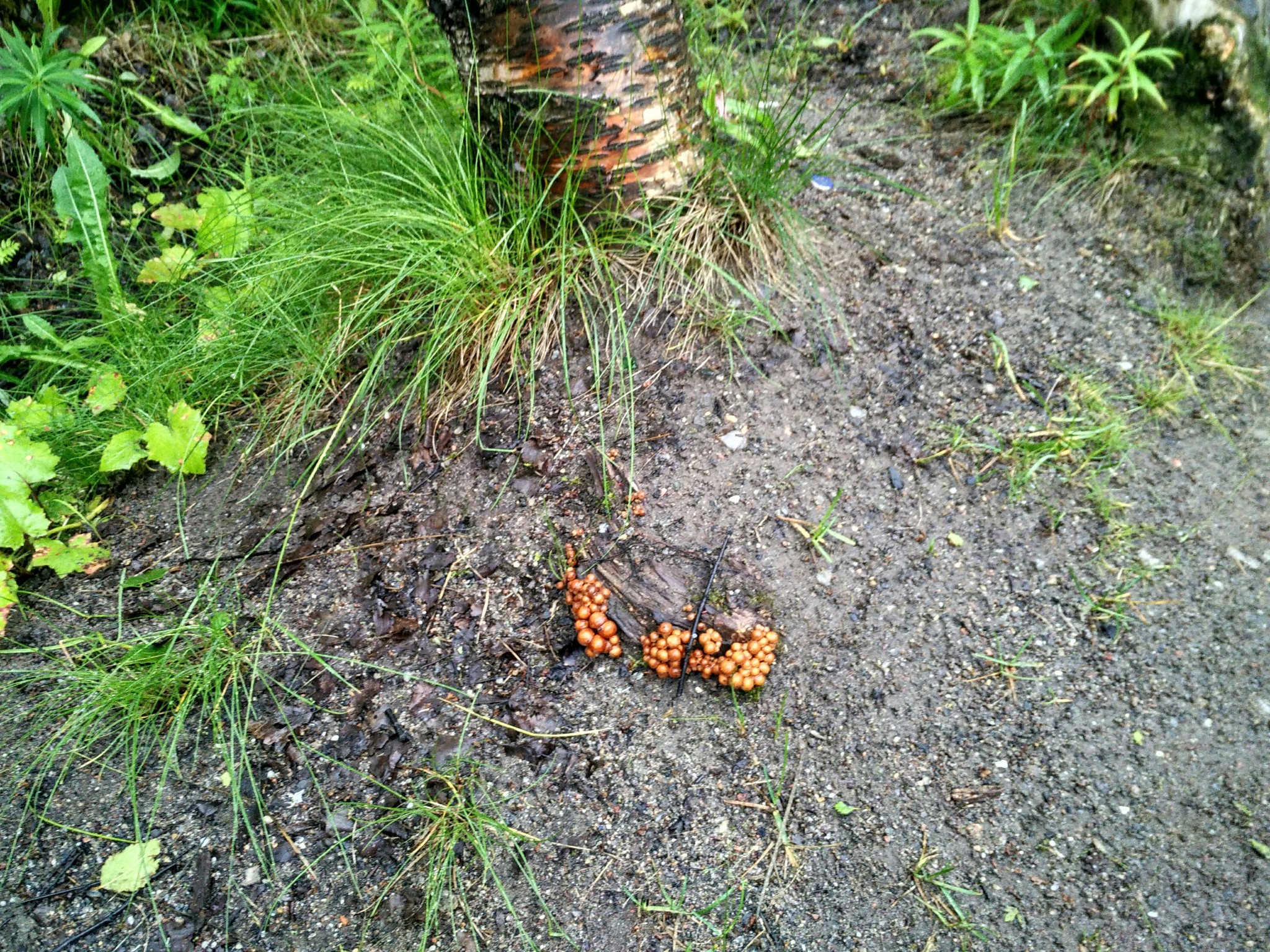 Pikabushniki, tell me, what kind of mushrooms? - Mushrooms, Severomorsk