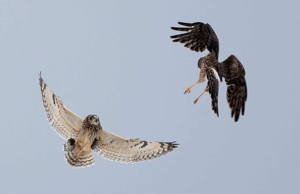 Fight of an owl and a hawk for a mouse - Owl, Hawk, Mouse, Fight, Longpost