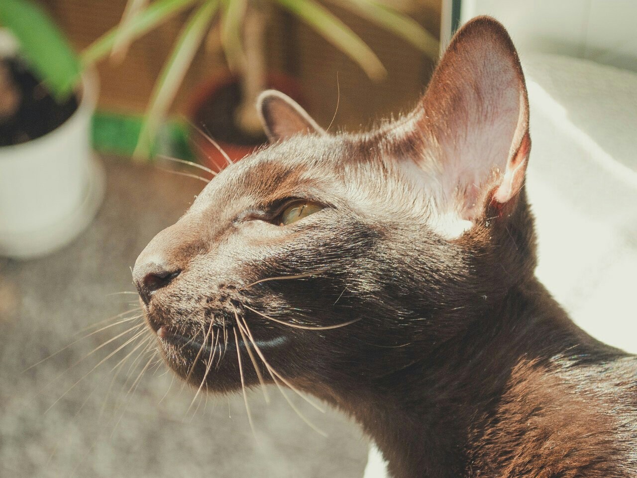 Всем Вискаря | Пикабу