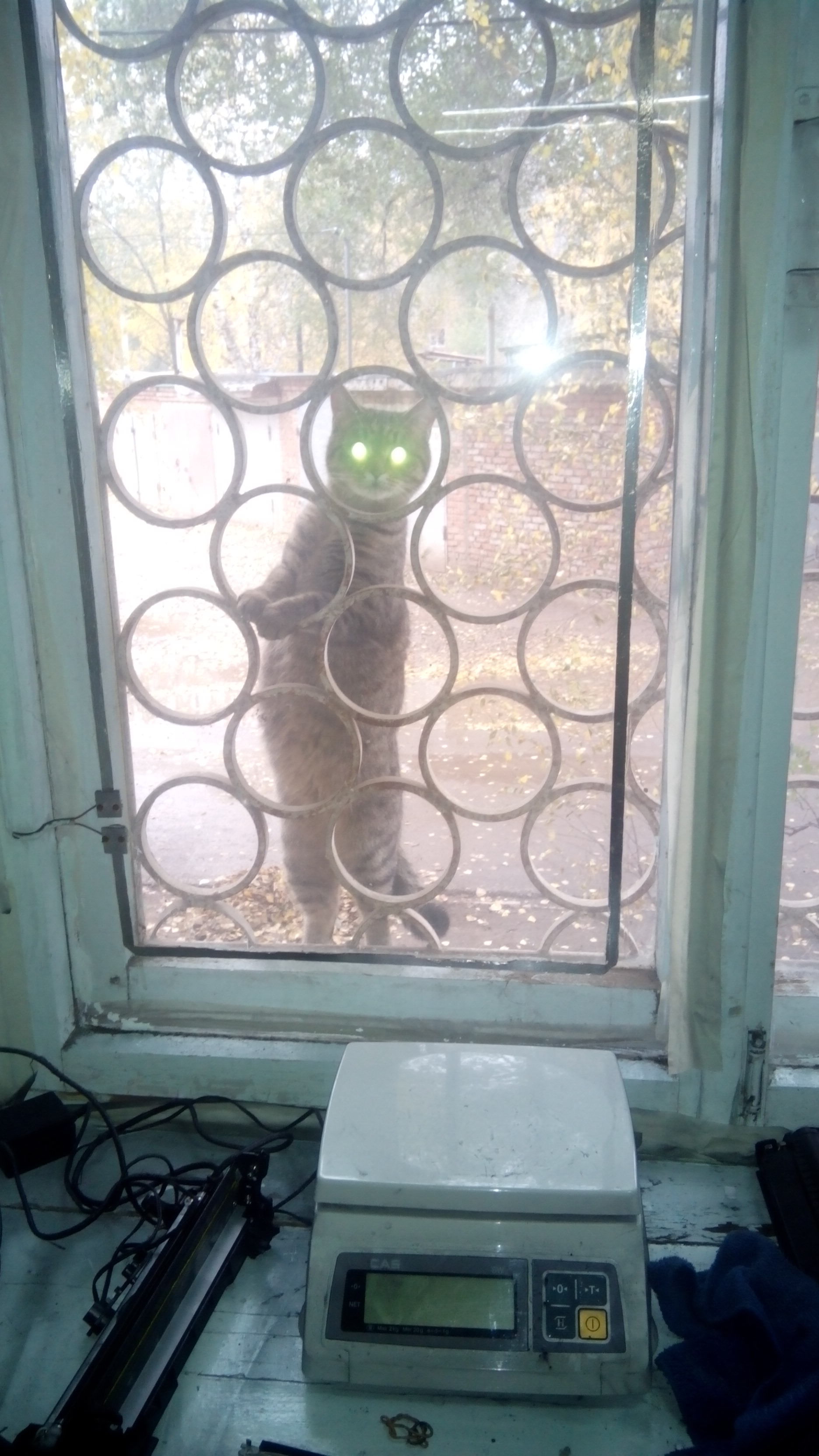 There are spies with a strong body, you are at the door, they are at the window, or What are you doing here! - My, Fresh, Catomafia, Longpost, cat