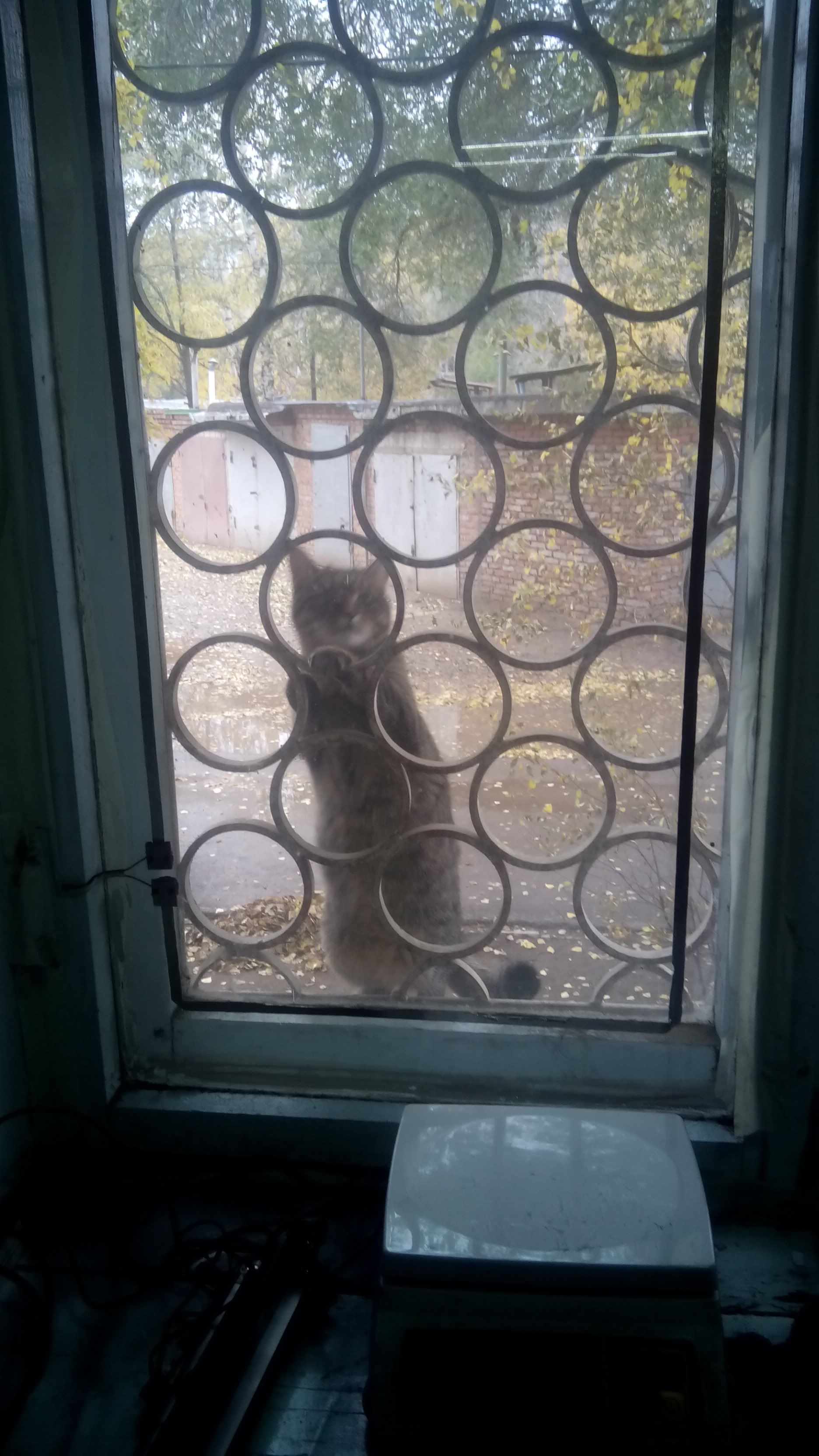 There are spies with a strong body, you are at the door, they are at the window, or What are you doing here! - My, Fresh, Catomafia, Longpost, cat