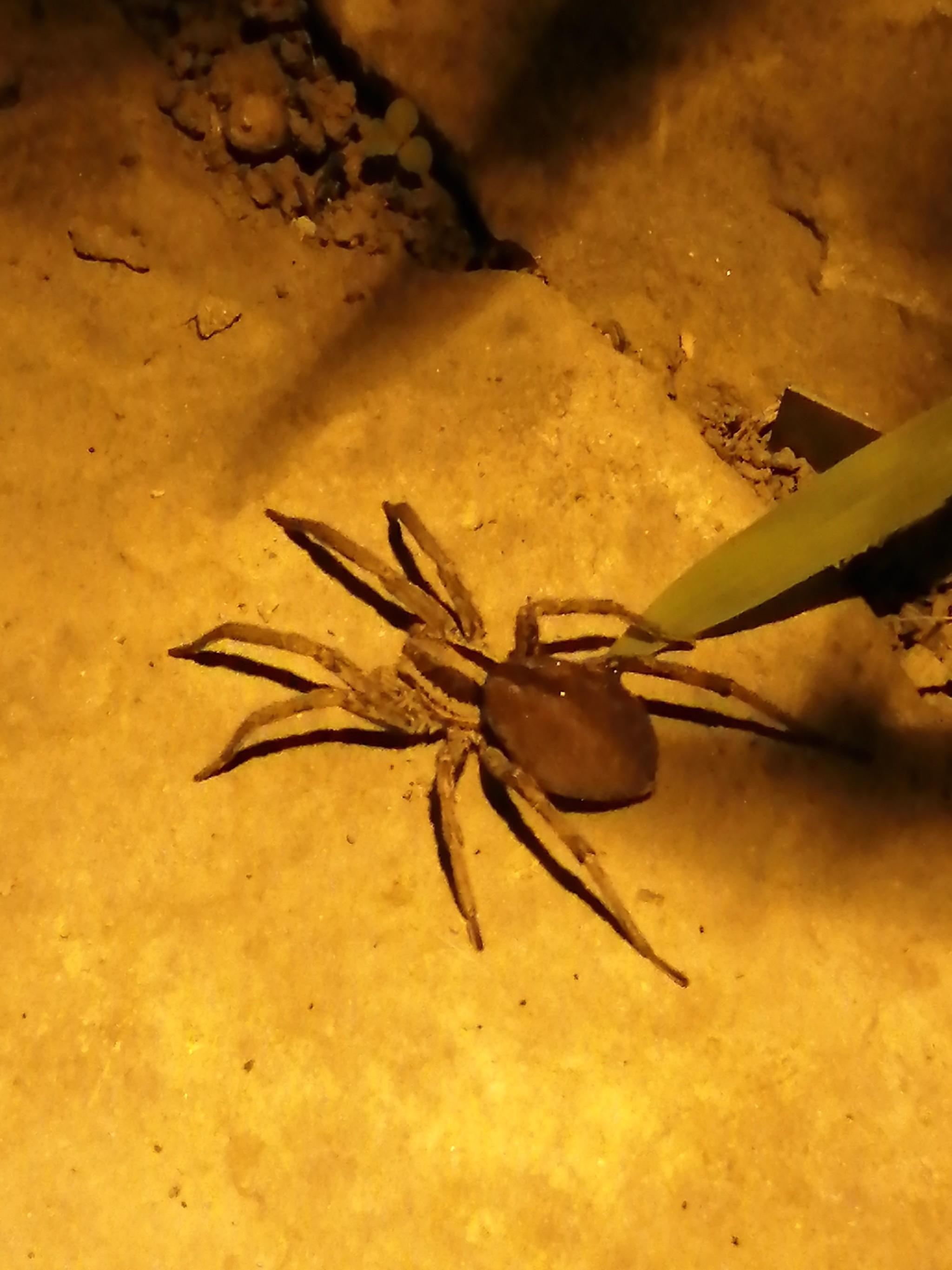 What the heck... - My, Spider, Sochi, Subtropics, Livestock, Longpost, Animals