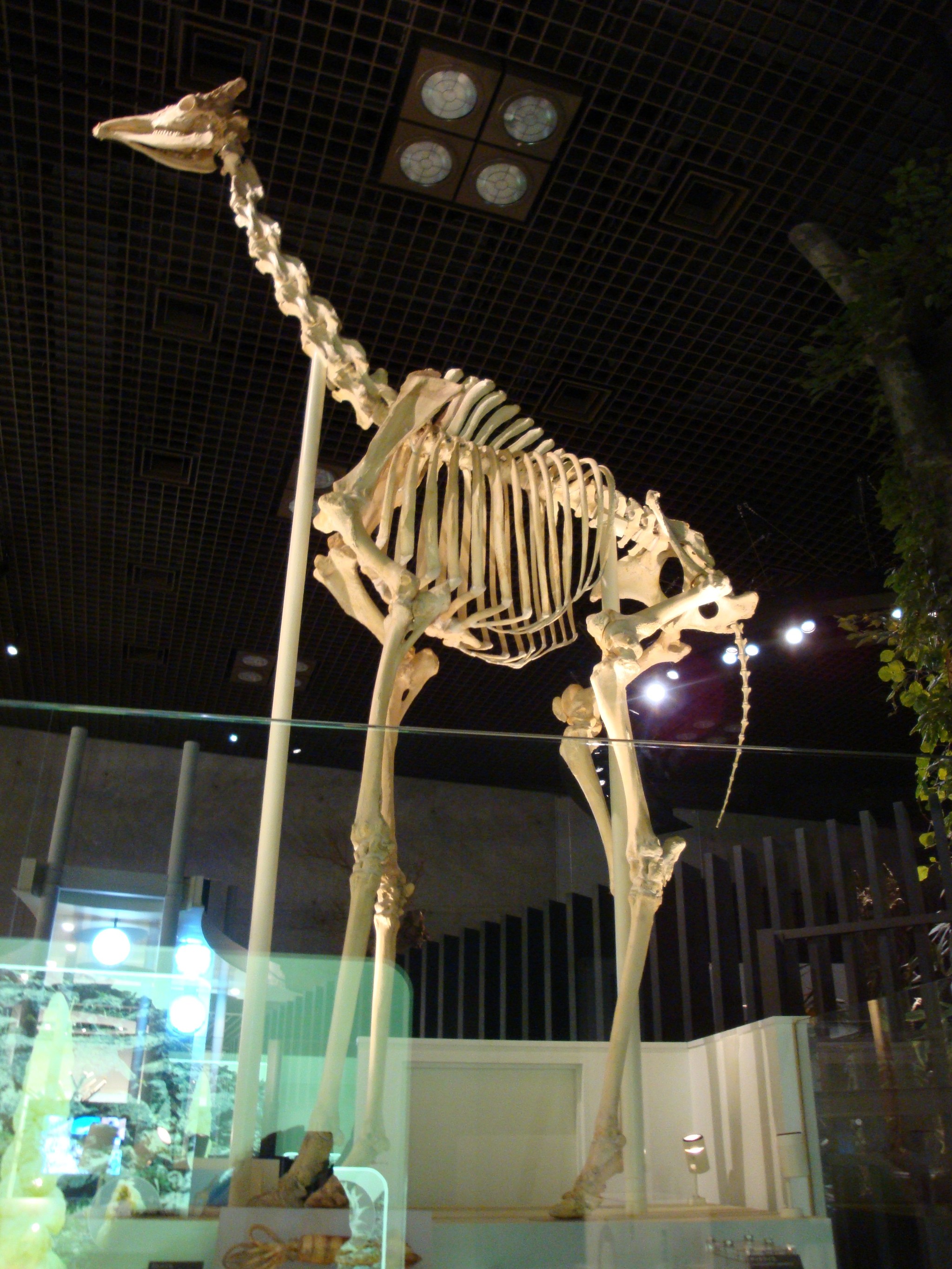 Skeletons of various animals - Skeleton, Nature, Animals, Longpost