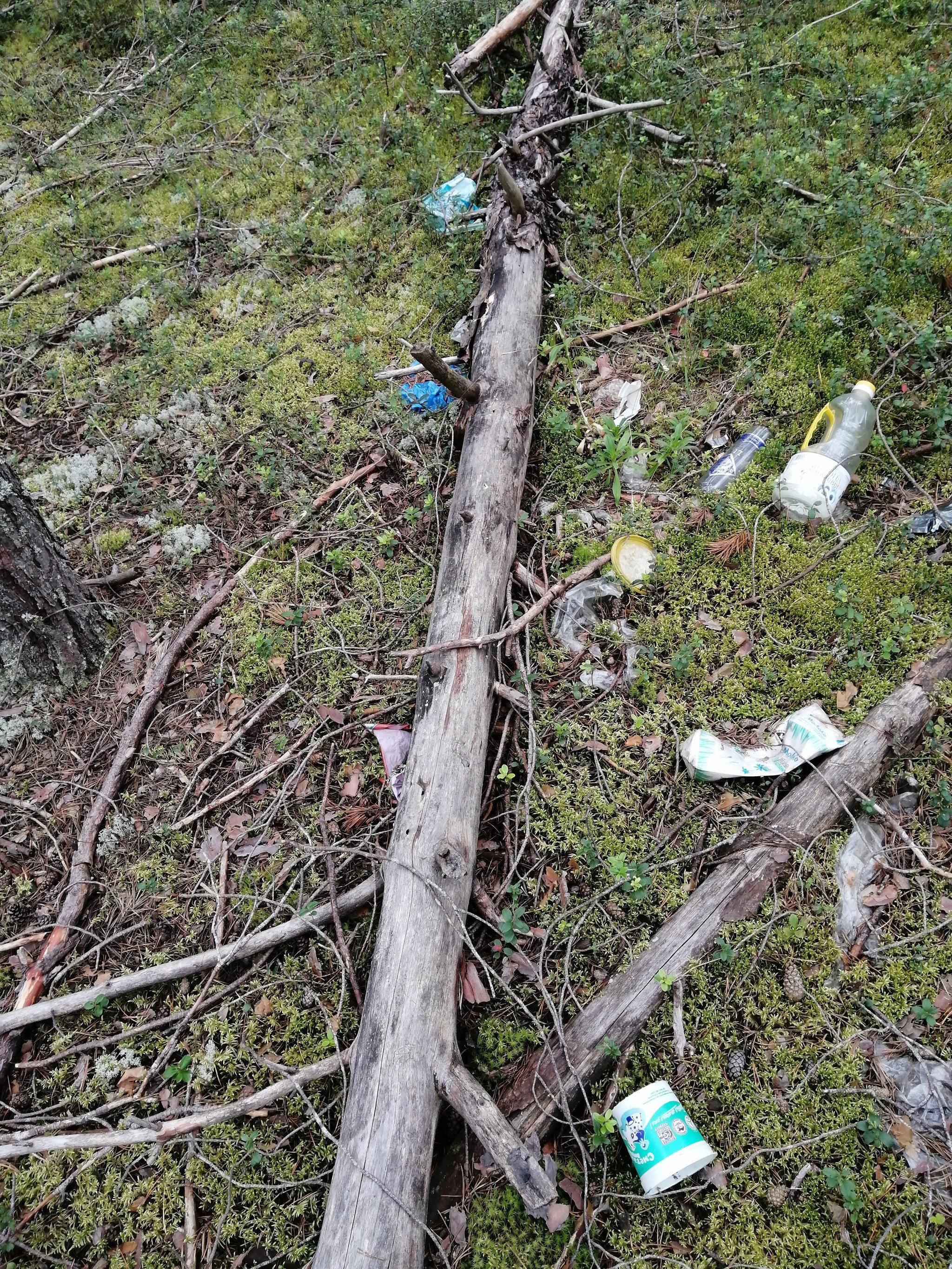 Need help clearing the forest. Syktyvkar. - My, Clean forest, Komi, Pure Man's League, Coordinates, Garbage, Dump, Longpost