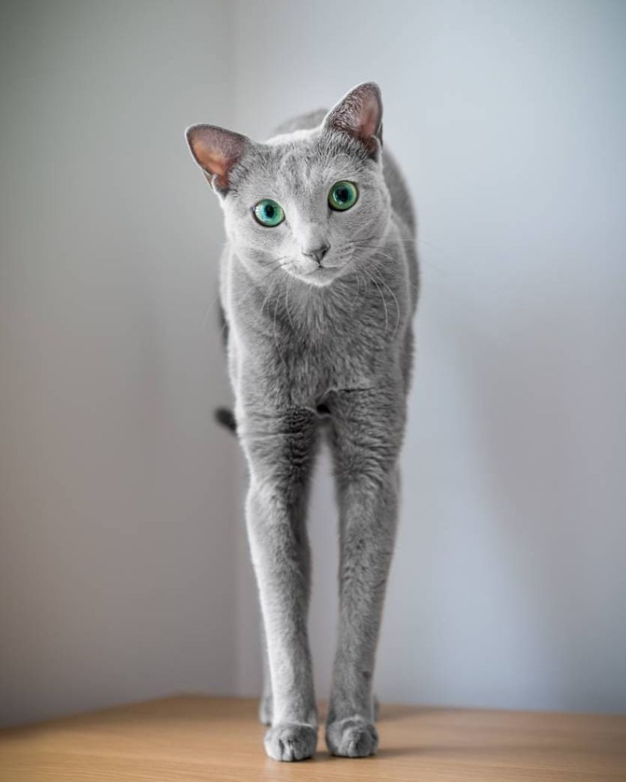 Handsome men with green eyes - cat, Handsome men, Eyes, Green eyes, Longpost, Russian blue