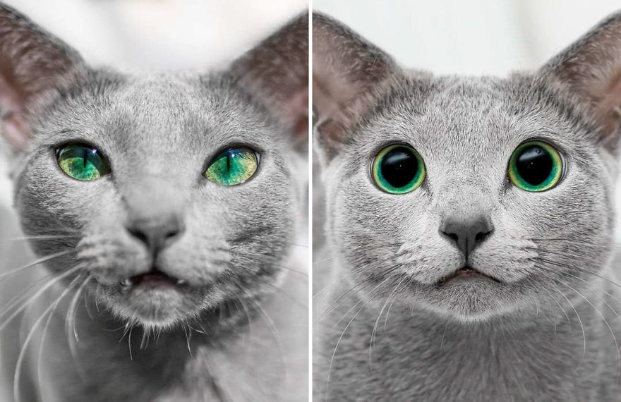 Handsome men with green eyes - cat, Handsome men, Eyes, Green eyes, Longpost, Russian blue