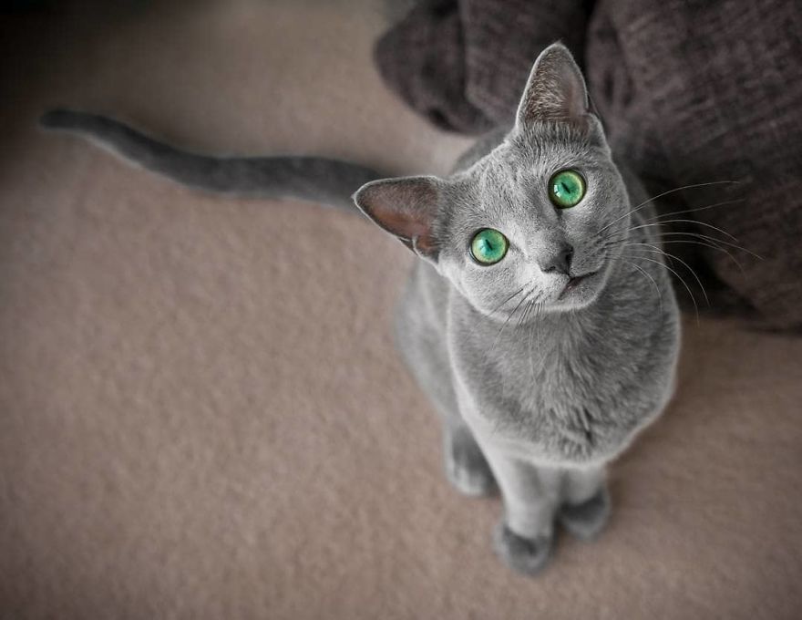 Handsome men with green eyes - cat, Handsome men, Eyes, Green eyes, Longpost, Russian blue