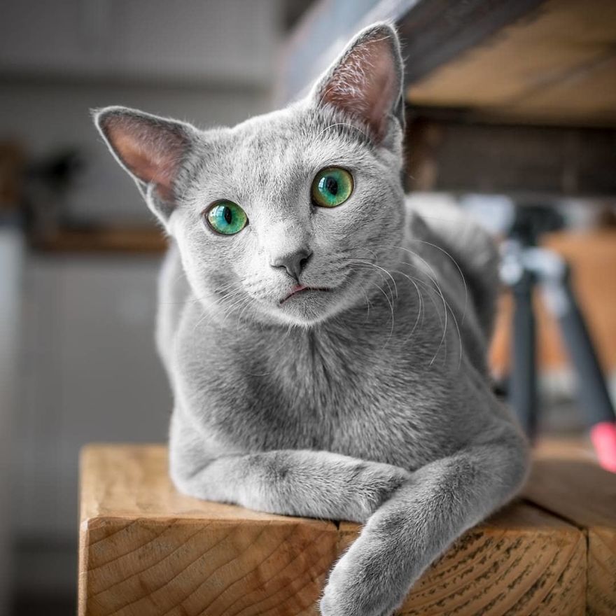 Handsome men with green eyes - cat, Handsome men, Eyes, Green eyes, Longpost, Russian blue