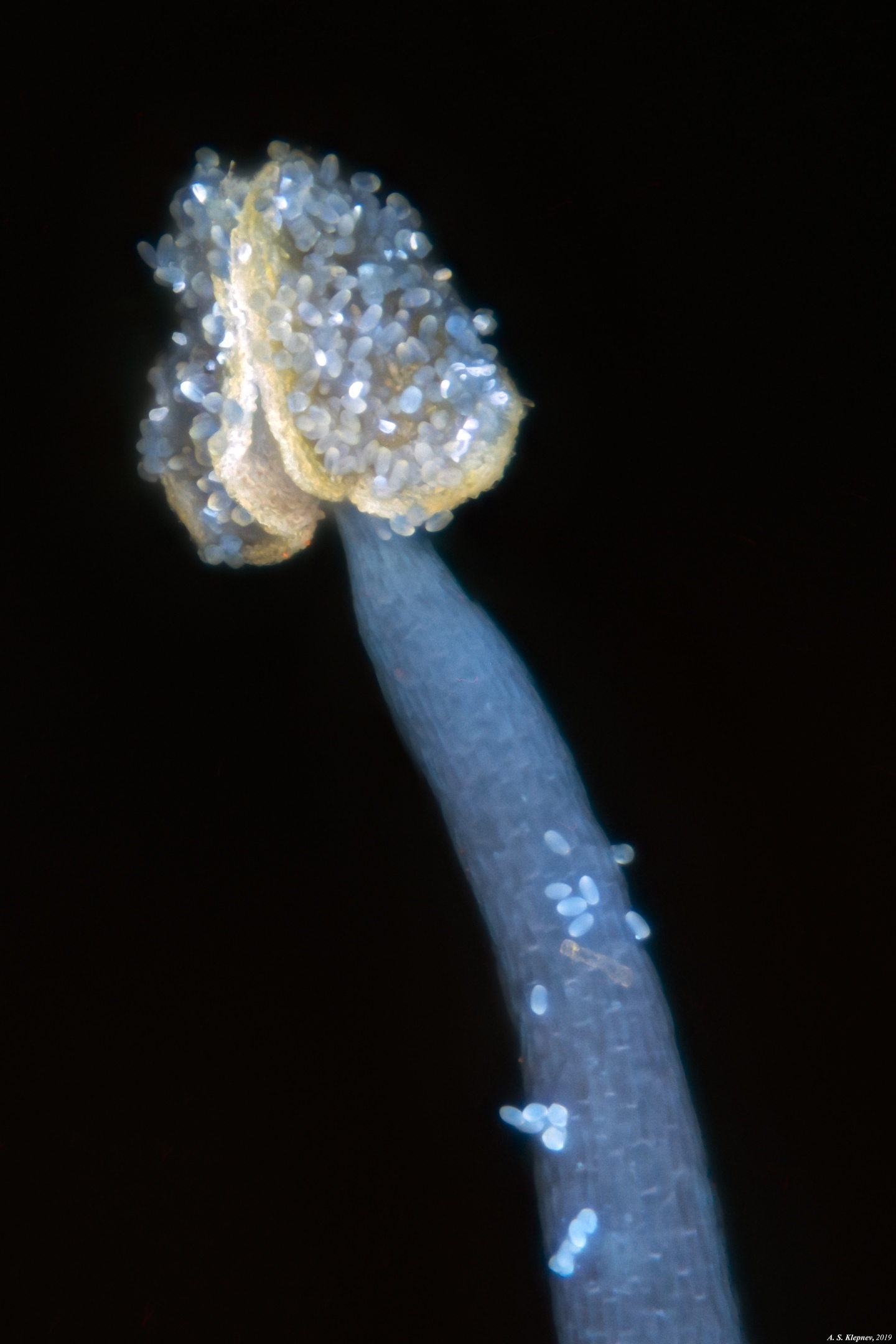 Stamens - My, Stamens, Microscope, Longpost