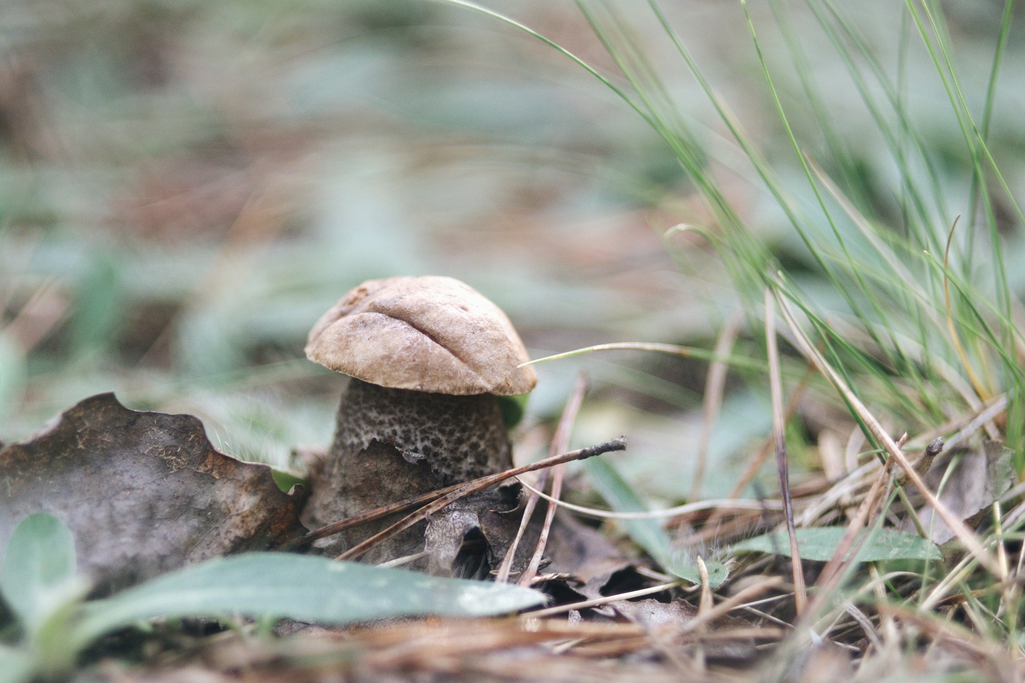 Mushrooms - My, Mushrooms, Forest, Mushroom season, The photo, Manual optics, Helios44-2, Longpost, Helios44-2