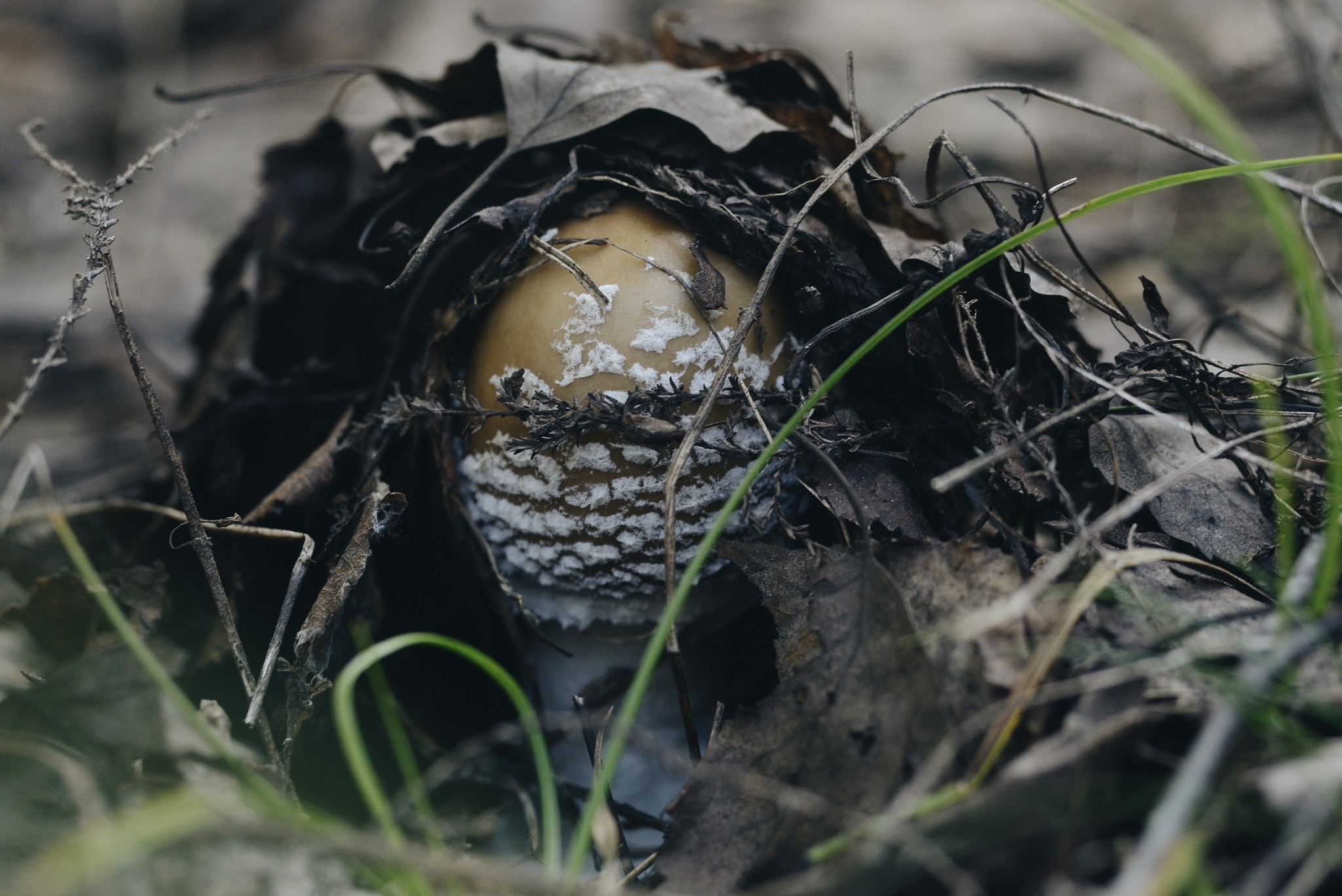 Mushrooms - My, Mushrooms, Forest, Mushroom season, The photo, Manual optics, Helios44-2, Longpost, Helios44-2