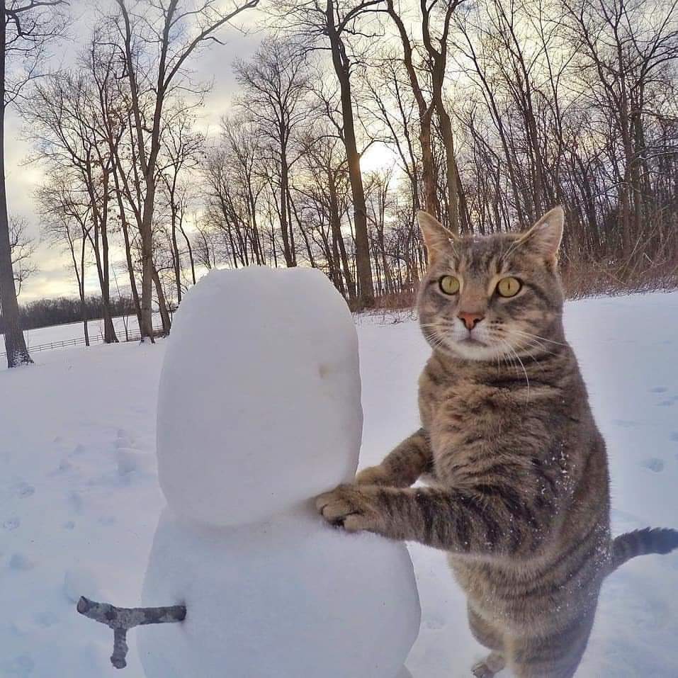 How to make a snowman when you have paws - cat, Paws, snowman, Kotoselfi, Longpost, Dog, Catomafia