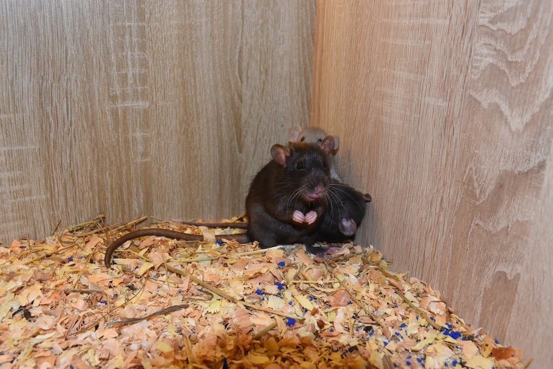 Little rats for you!) - My, Rat, Decorative rats, In good hands, Animals, Pets, Minsk, Is free, Longpost