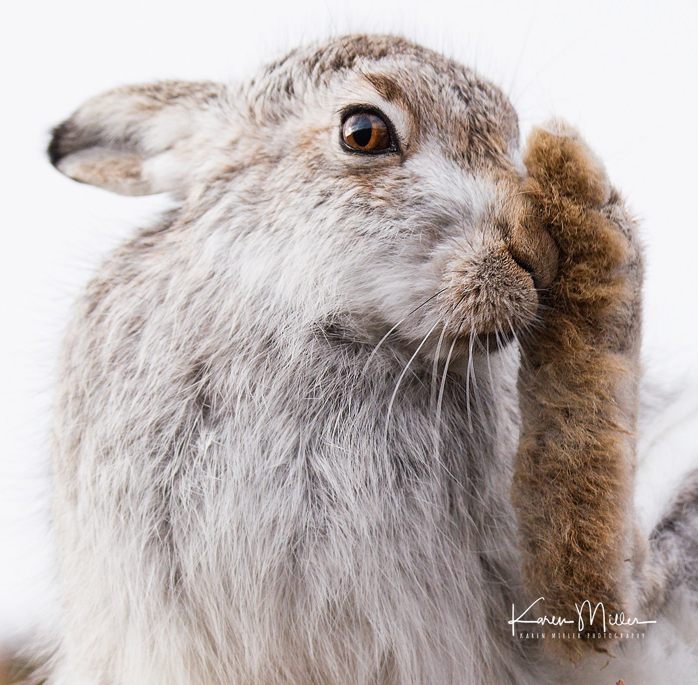 A little mountain... - Hare, The mountains, Longpost