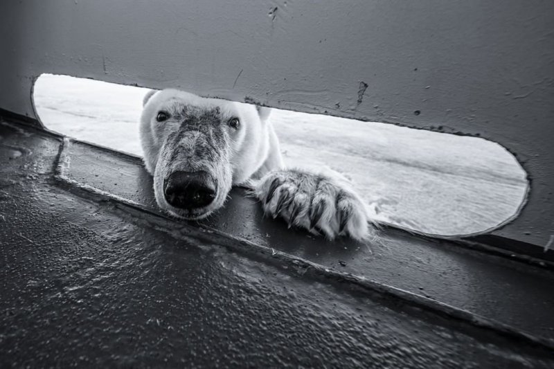 Hello - The Bears, Hey, The photo, Polar bear