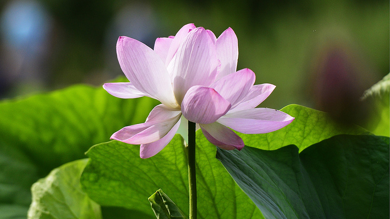 In Primorye, the lotus season has begun. Look how beautiful it is! - My, Lotus, Primorsky Krai, Nature, Flowers, Дальний Восток, Plants, Lake, Longpost