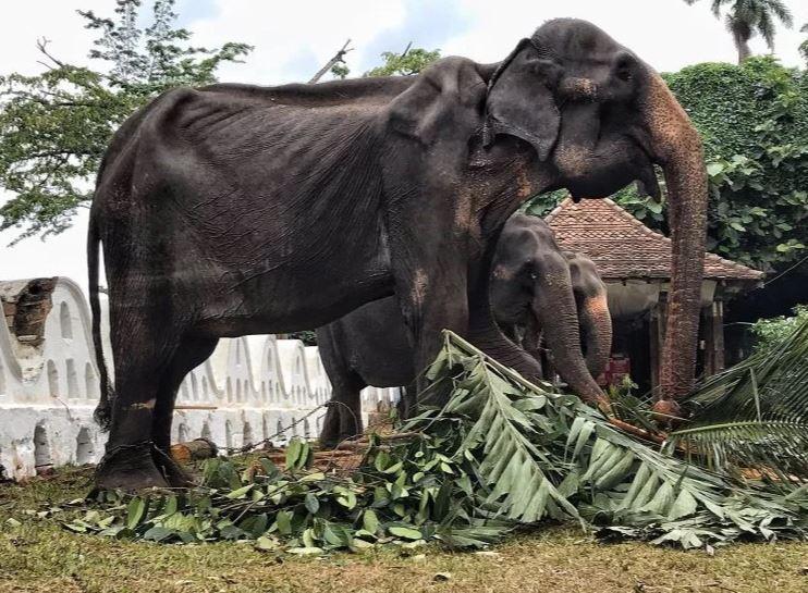 An exhausted elephant, which is hidden under colorful holiday costumes - Elephants, Zoo, Exhaustion, A pathetic sight, Longpost