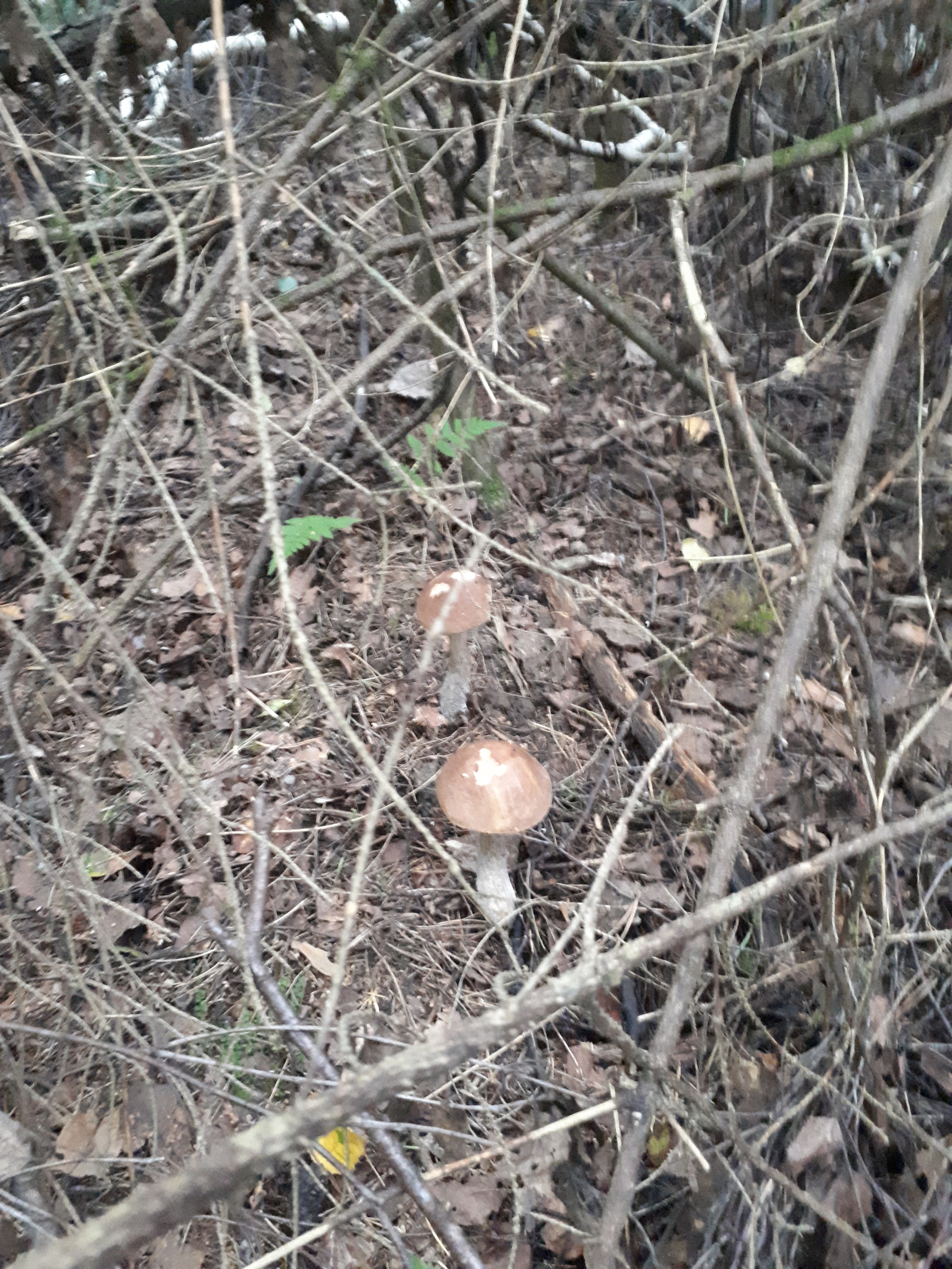 Forest thirst - My, Silent hunt, Forest, Mushrooms, Balashikha, Mushroom pickers, Longpost