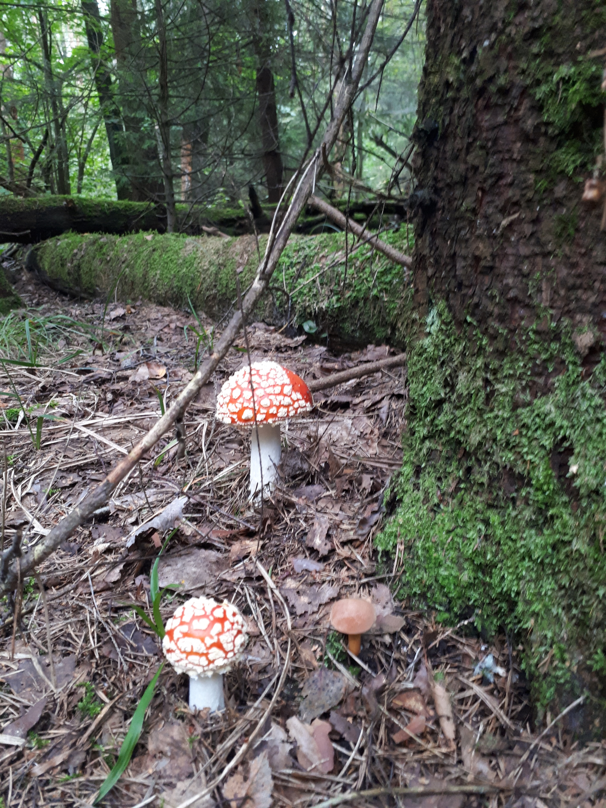 Forest thirst - My, Silent hunt, Forest, Mushrooms, Balashikha, Mushroom pickers, Longpost