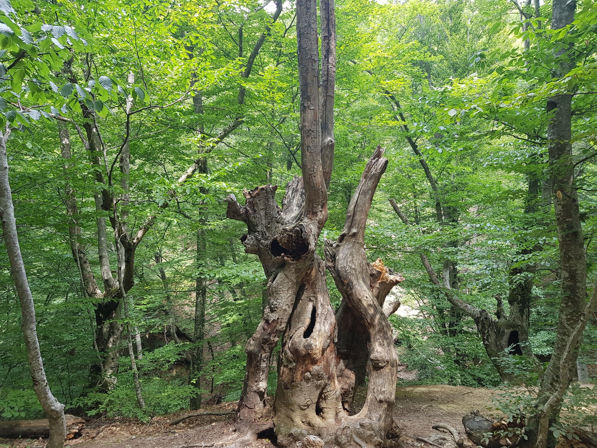 No filters - Crimea, Nature, Forest, Waterfall, Photo on sneaker, Longpost, The photo