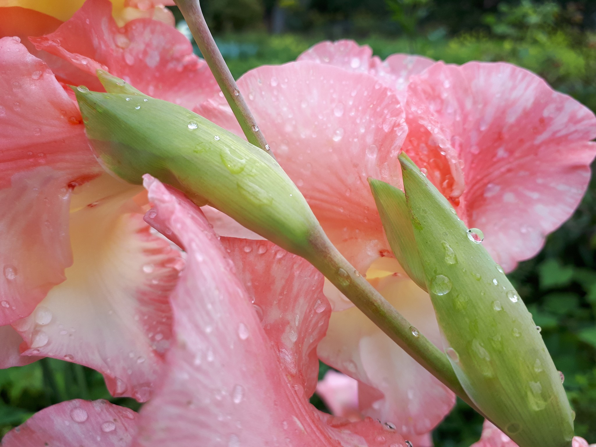 My beautiful morning - My, The photo, Flowers, Summer, Nature, beauty, Longpost