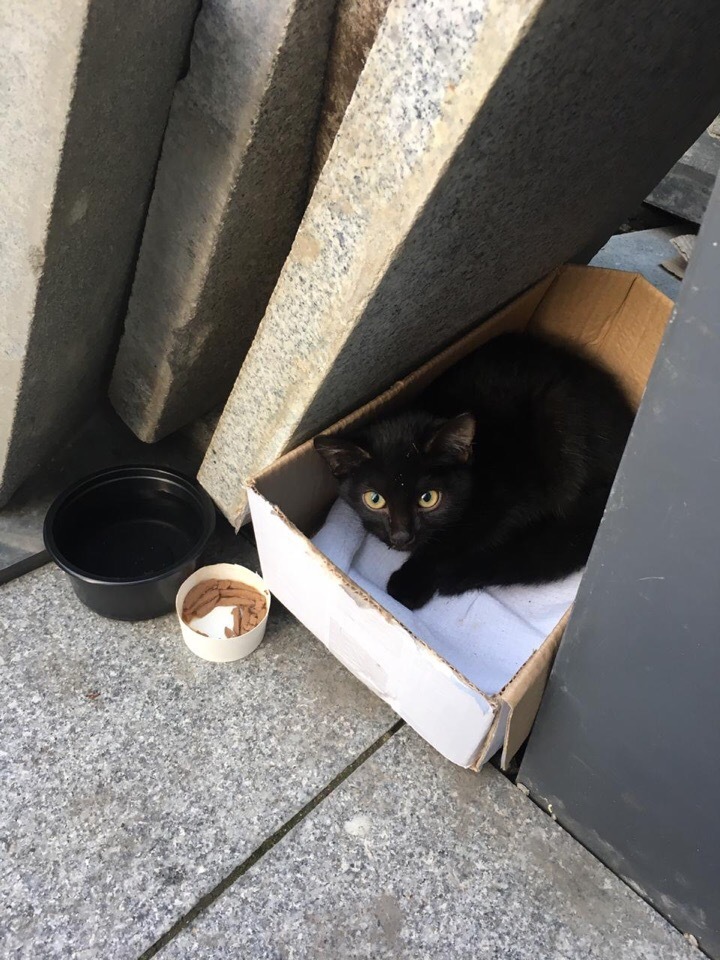 Baby in good hands [UPD owner found] - My, cat, In good hands, Moscow, The rescue, Longpost, No rating, Looking for a master