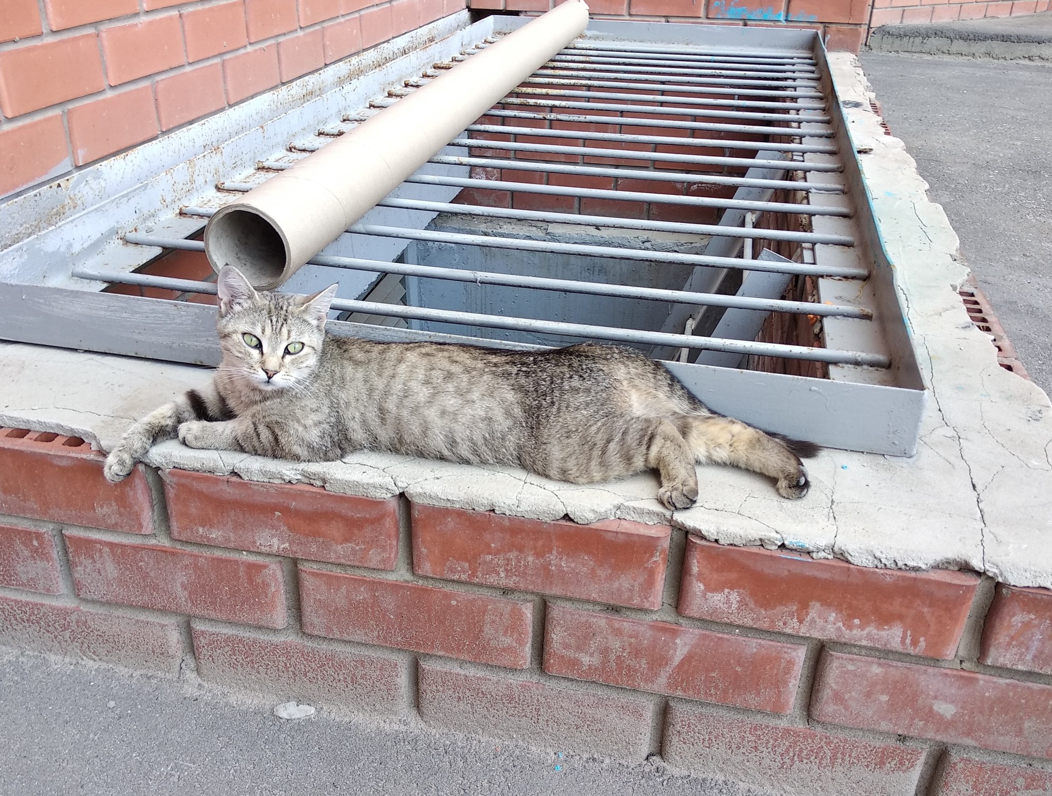 Кошка в добрые руки! Волжский, Волгоград и область! - Моё, Кот, В добрые руки, Волжский, Волгоград, Волгоградская область, Без рейтинга