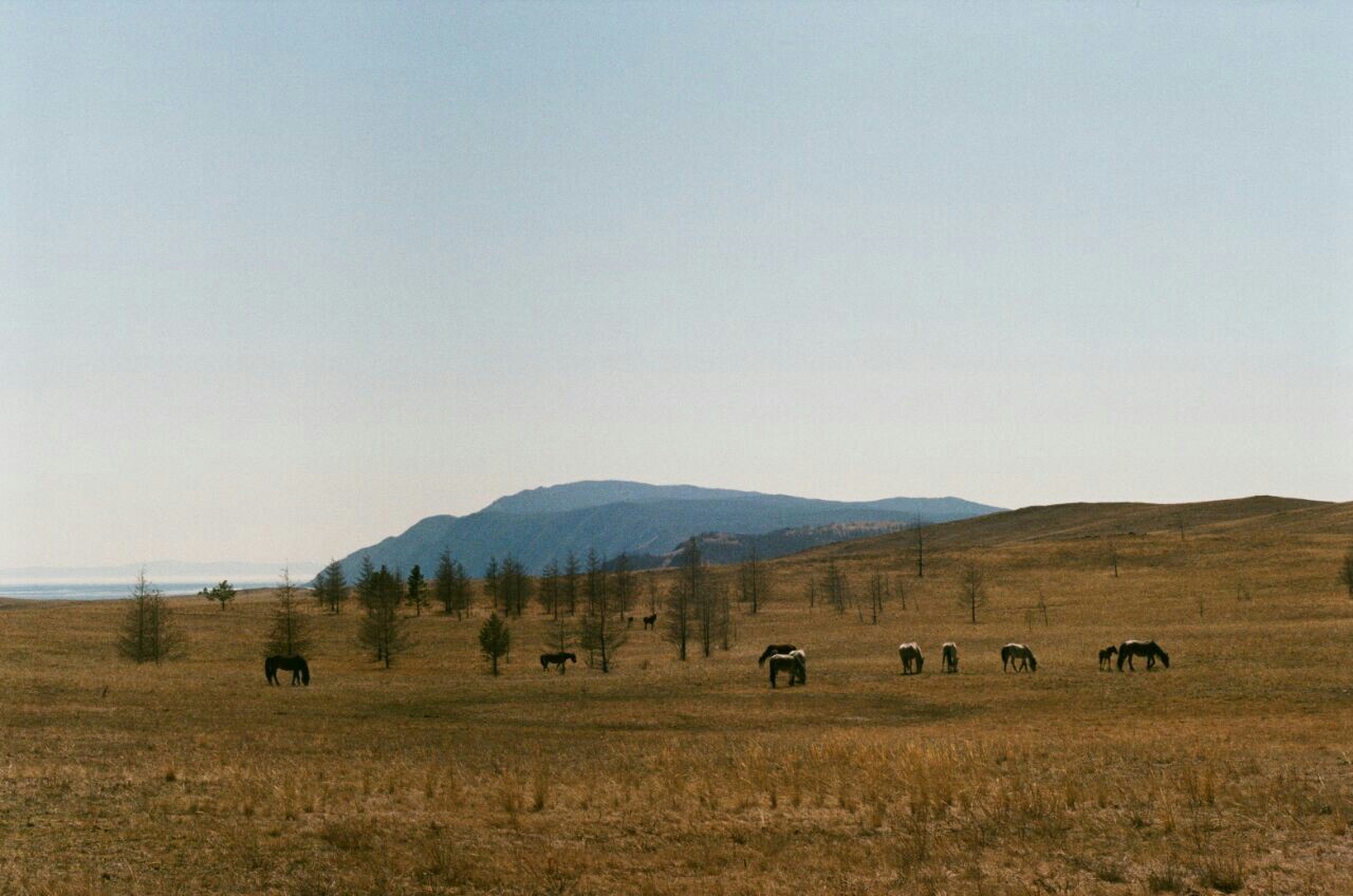 I saw a post with analog photos, I wanted to post my own) - My, Baikal, Altai, Moscow, Film, The photo, Longpost, Altai Republic