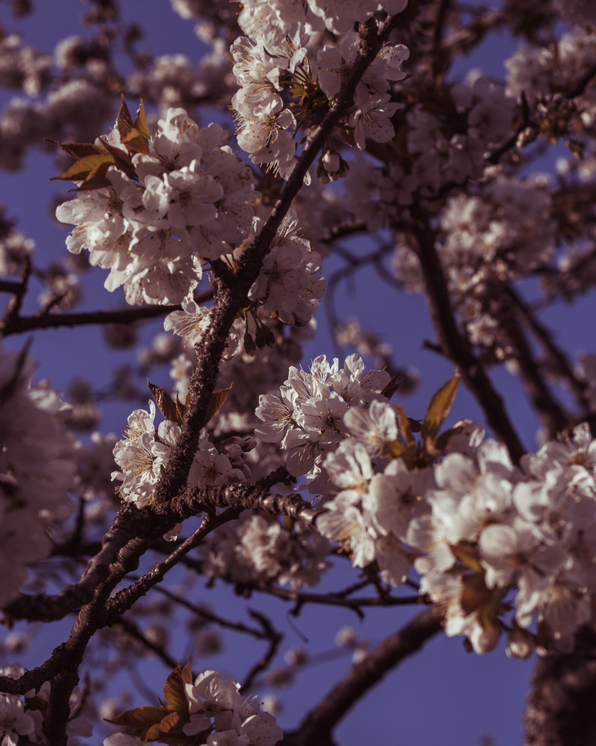 Cherry - My, The photo, Cherry, , Nature