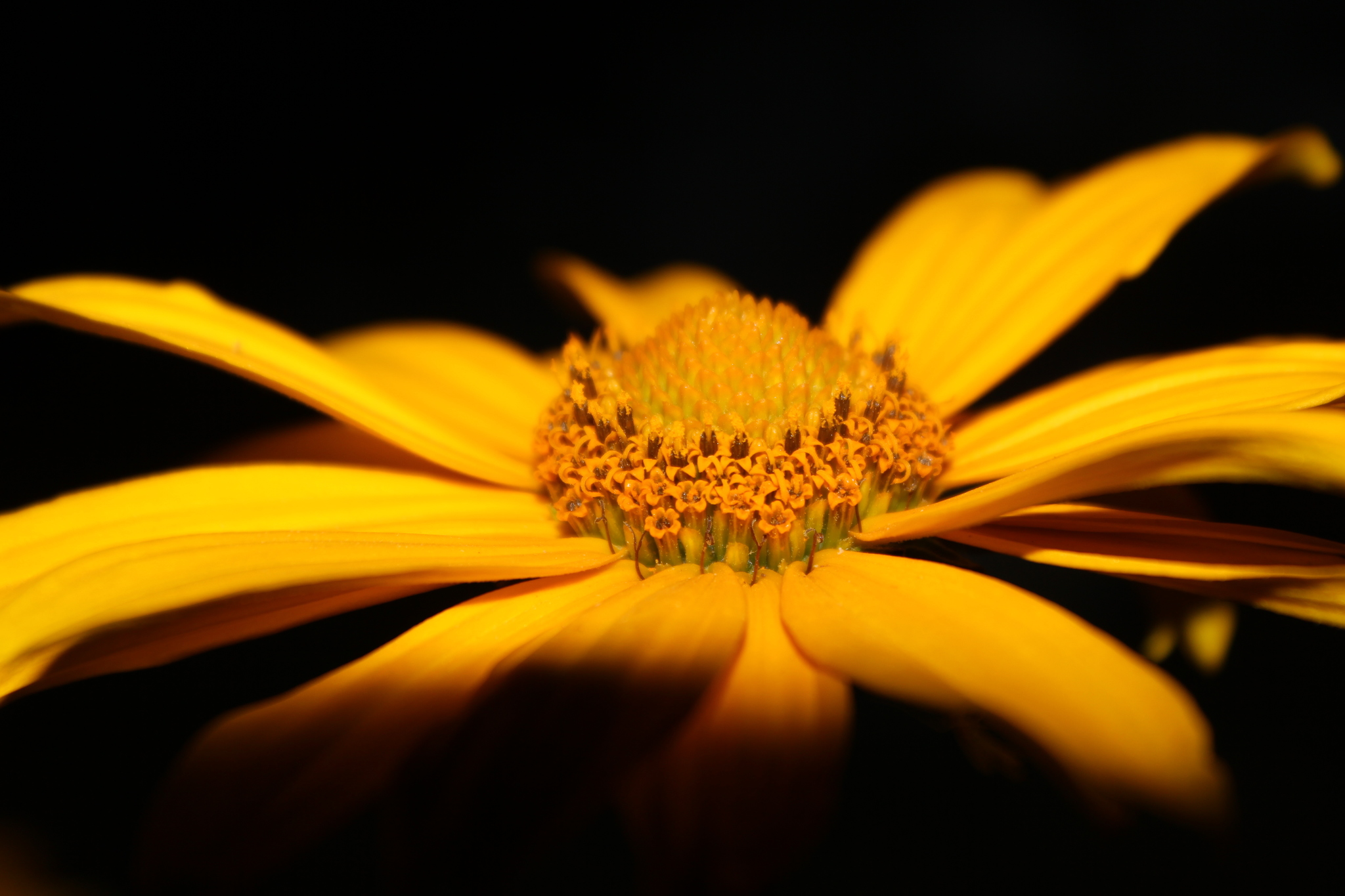 Checking the whale lens on flowers + night shooting. - My, The photo, Flowers, Canon EOS 550D, Kit 18-105, Longpost